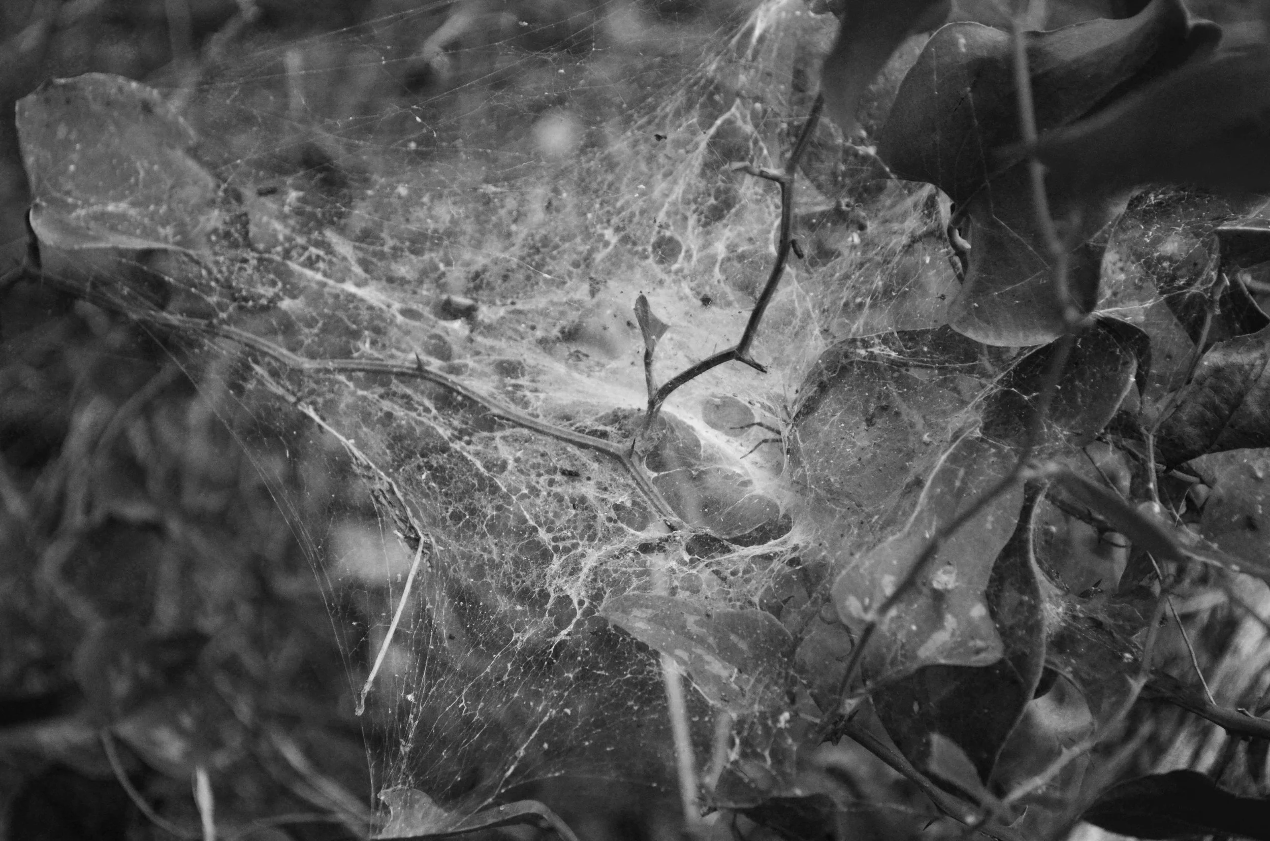 Roses for the Lady (2024)