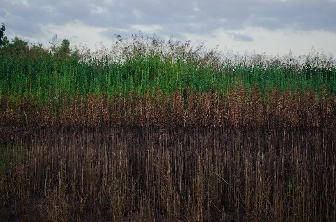 Trinity River Bank (2025)