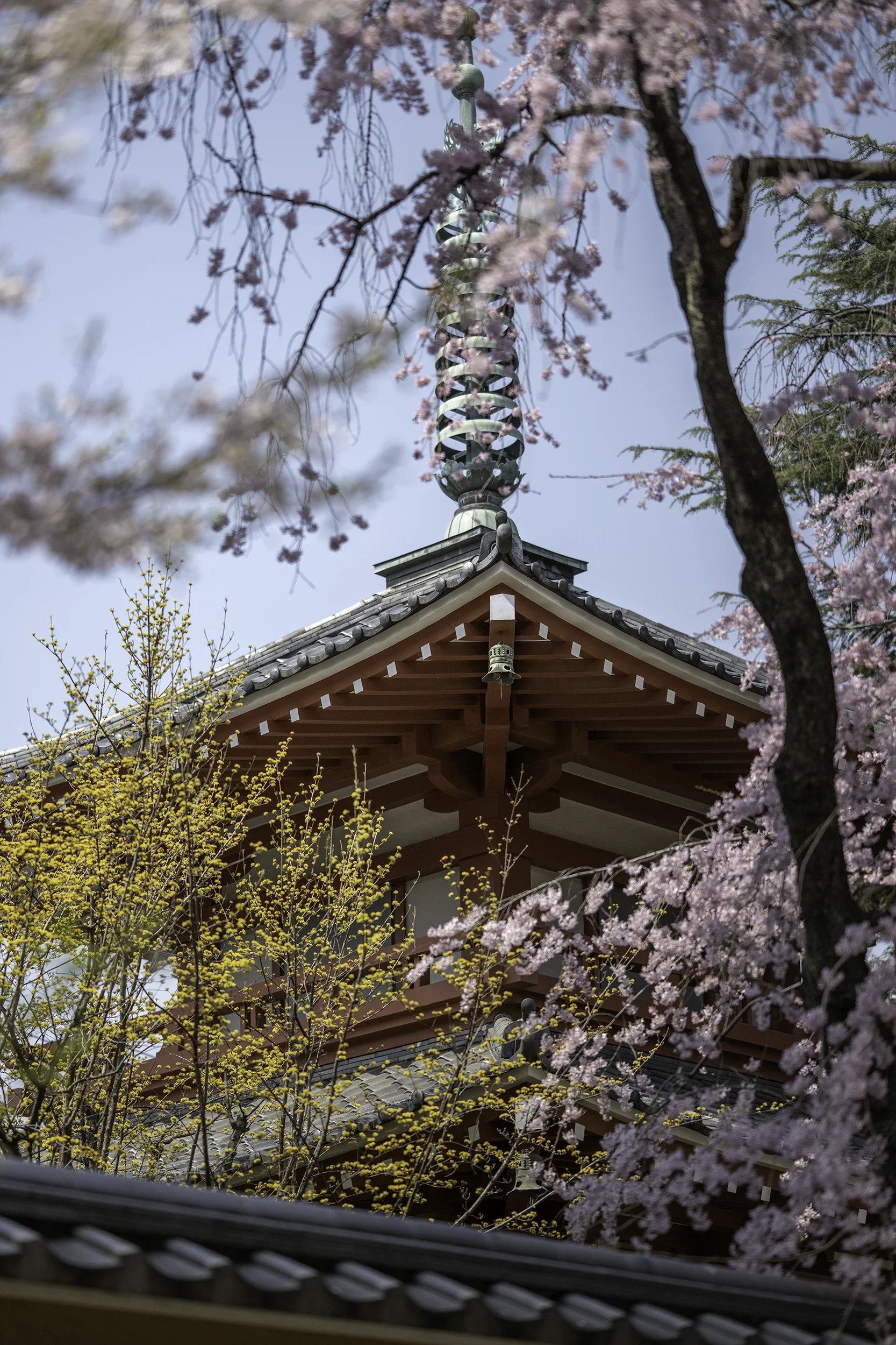 Cherry blossom 02.webp