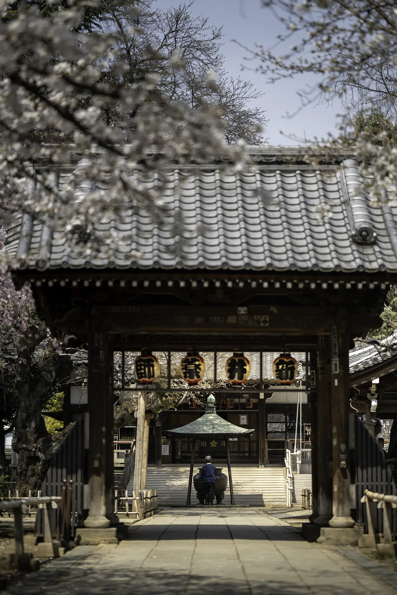 Cherry blossom 03.webp