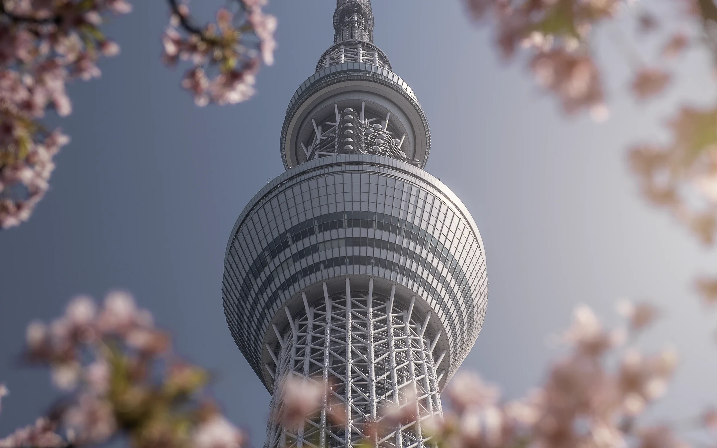 Les Cerisiers au Japon : Symbole et Beauté Intemporelle