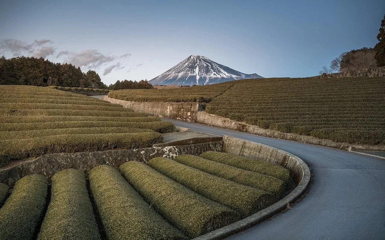 Les Champs de Thé à Shizuoka : Une Terre de Tradition et d'Excellence