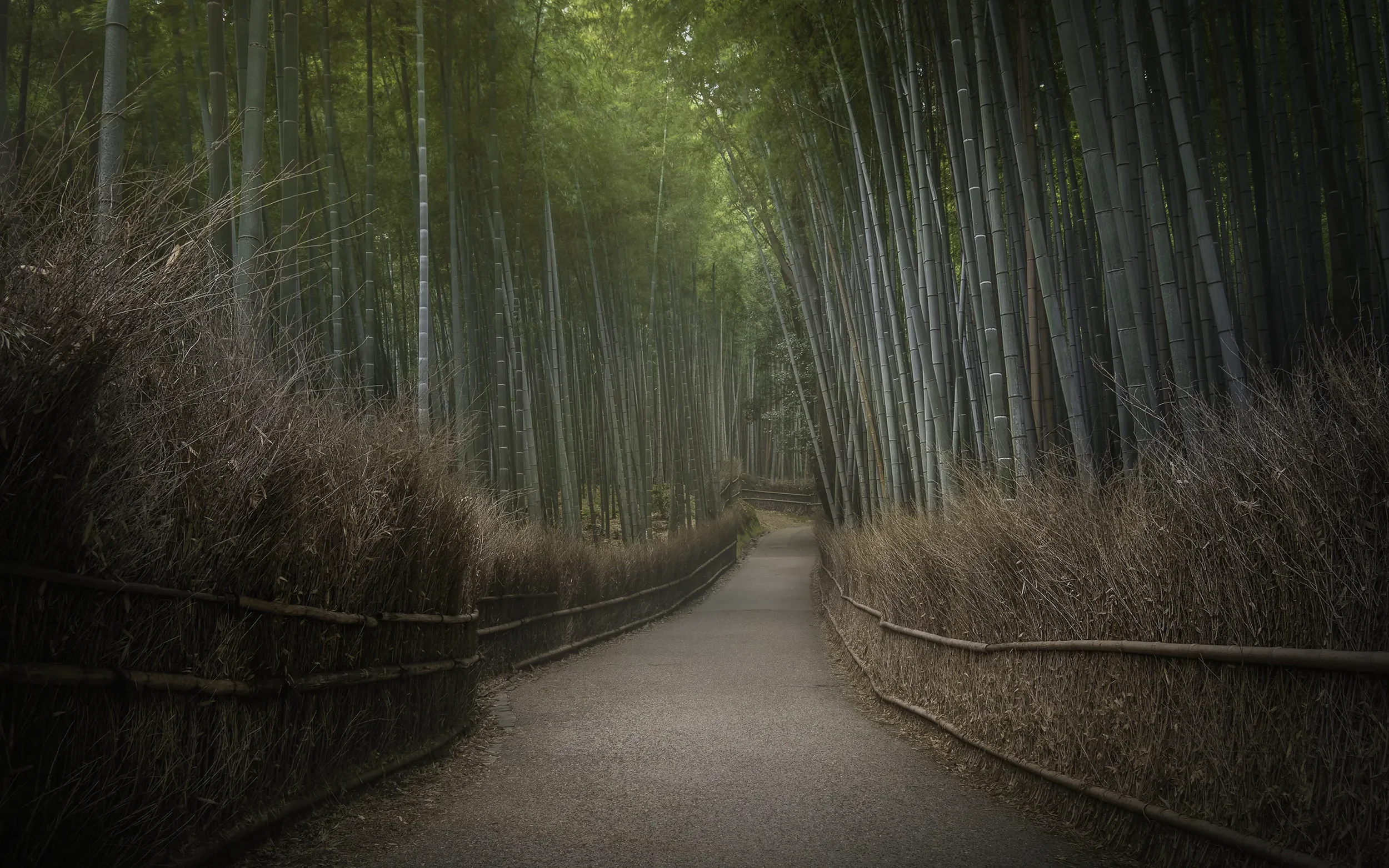 Arashiyama et la Forêt de Bambou : Une Évasion Naturelle à Kyoto
