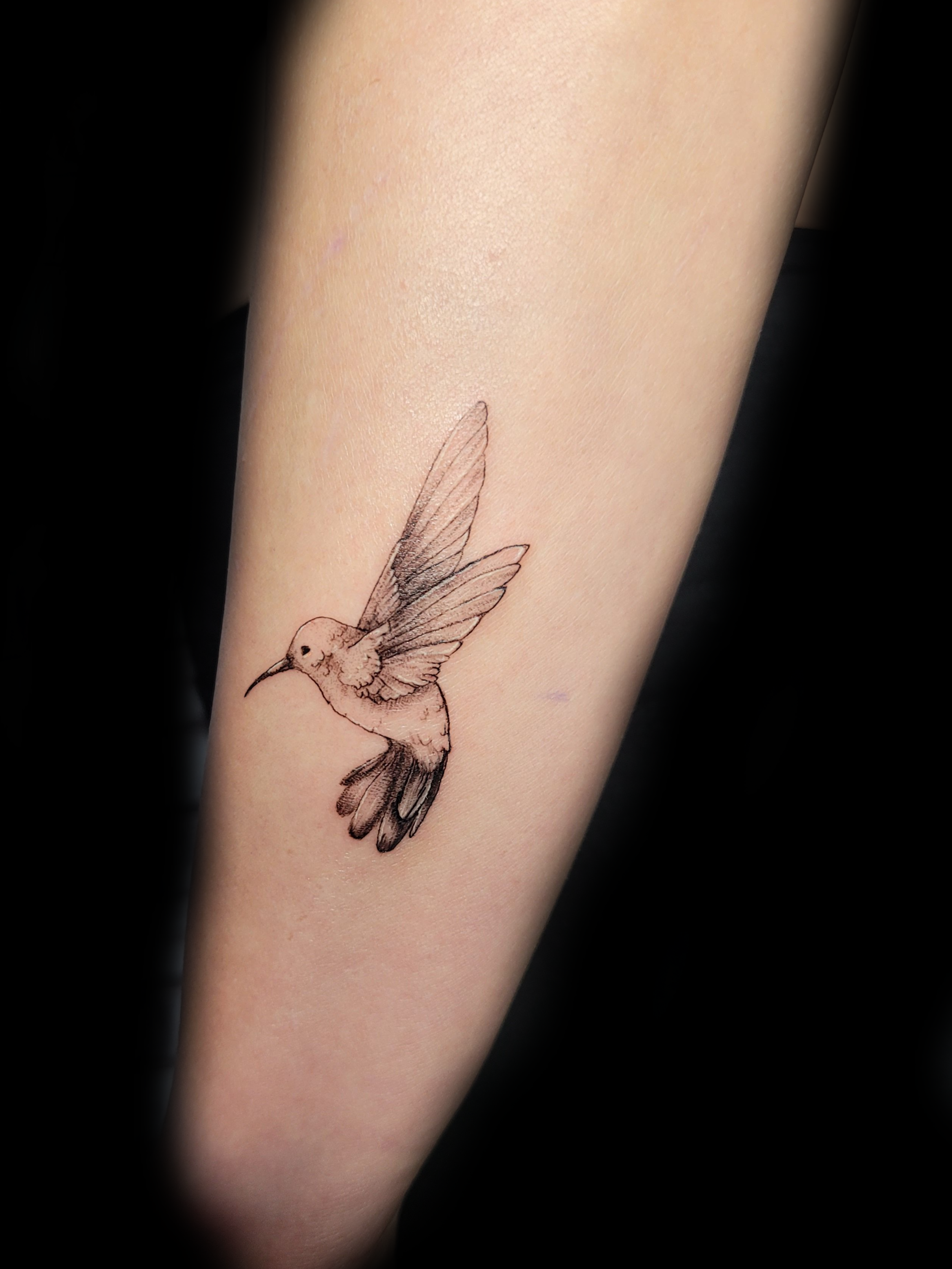 Kai-humming-bird-solo.png