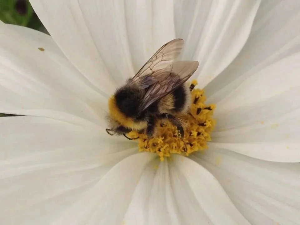 A close-up of a bee on the yellow center of a white flower with large petals.