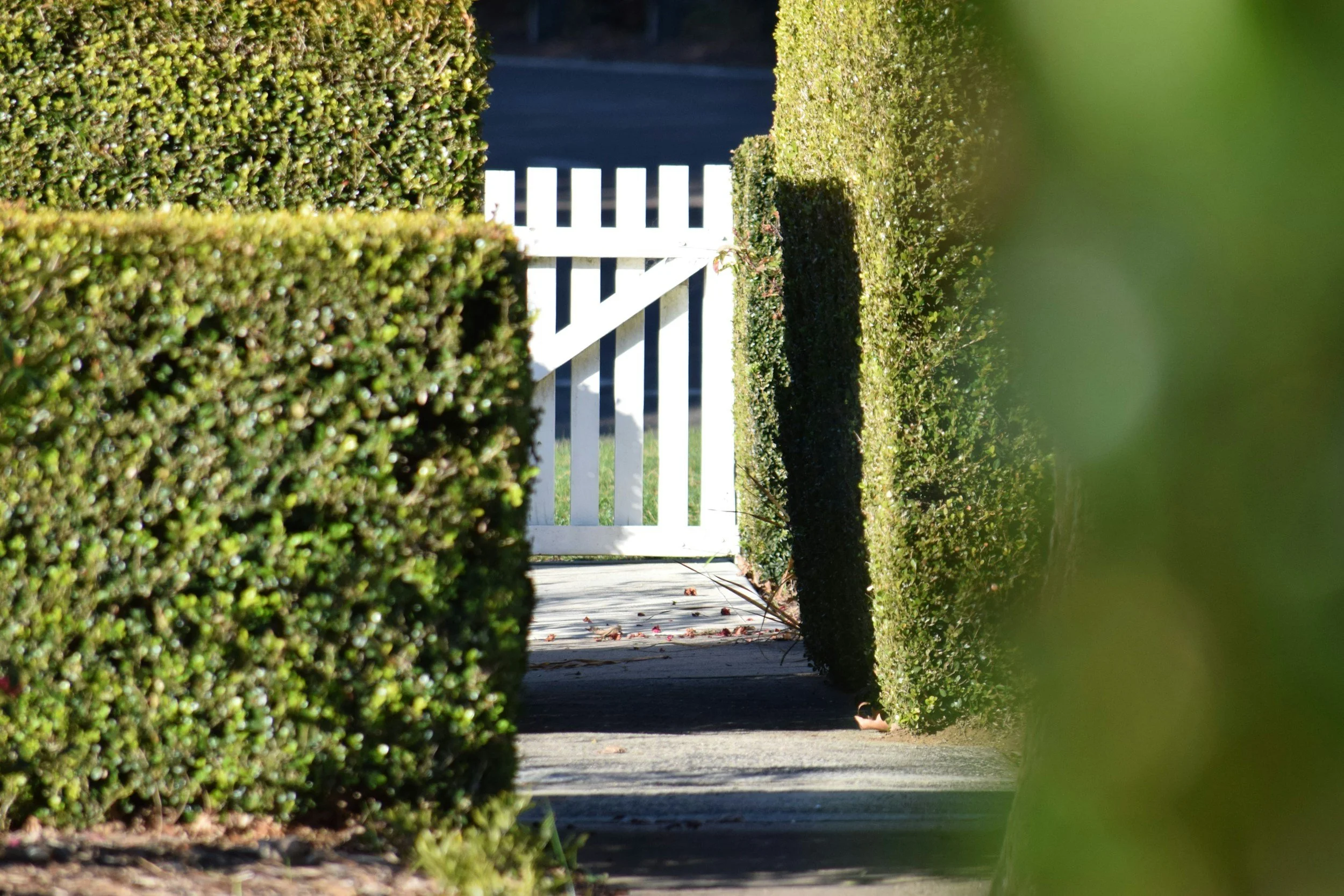 A white picket gate framed by trimmed green bushes on either side, with a sidewalk visible just beyond the gate.