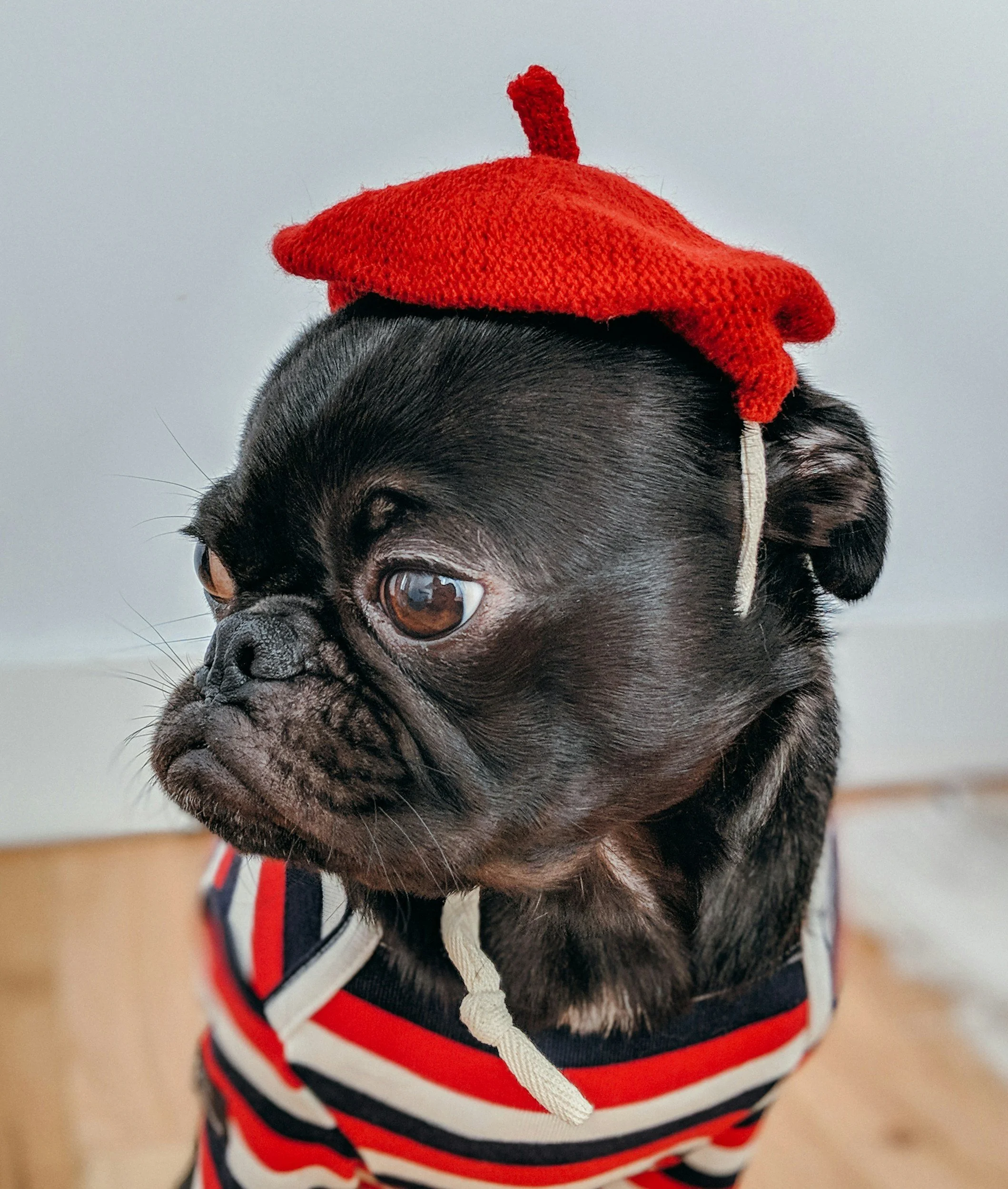 A black French Bulldog wearing a red and white striped sweater, with a red knit hat that resembles a chili pepper on its head.