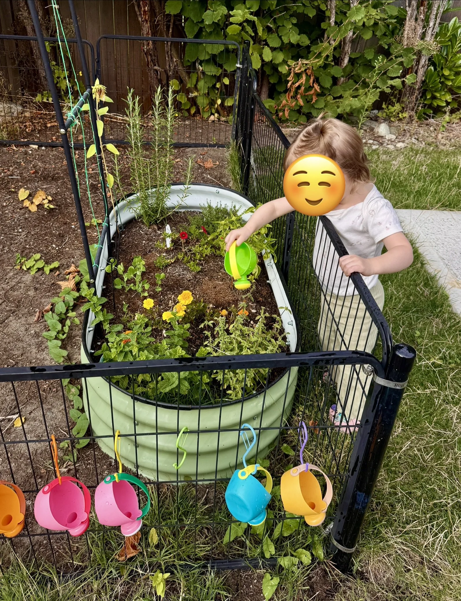 A young child with blonde hair, wearing a white fleece vest, pink and gray shoes, and beige pants, is standing outdoors in a garden, looking down at plants growing in a large, green, oval-shaped garden bed with a black wire fence behind it.