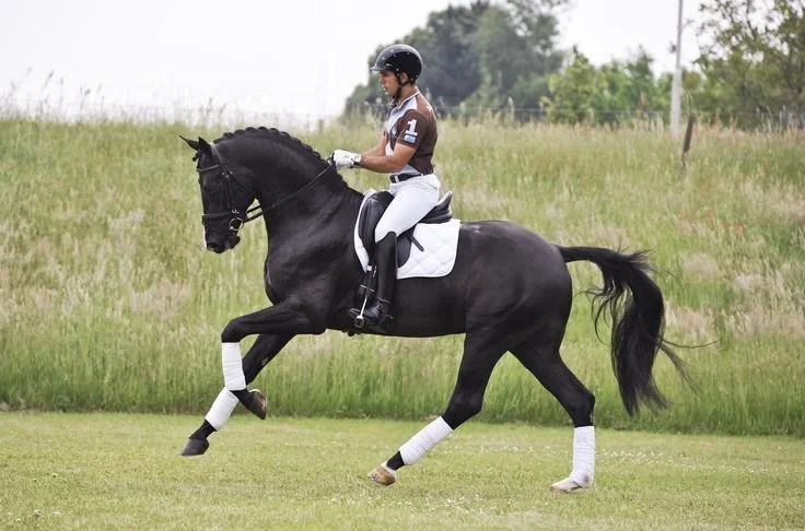 Your Horse Won't Pick Up Canter One Way?