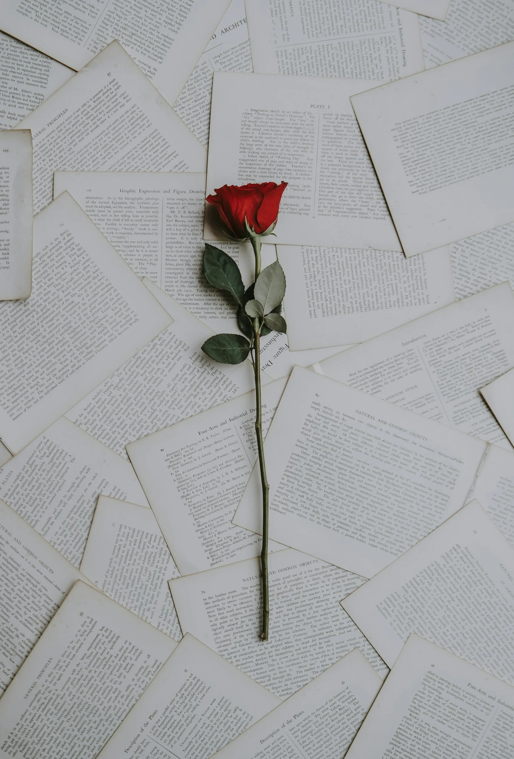A single red rose with green leaves lying on scattered open pages of books or papers. Book a Session with Certified Somatic Sex Coach and Sexologist Michaela Tutty.