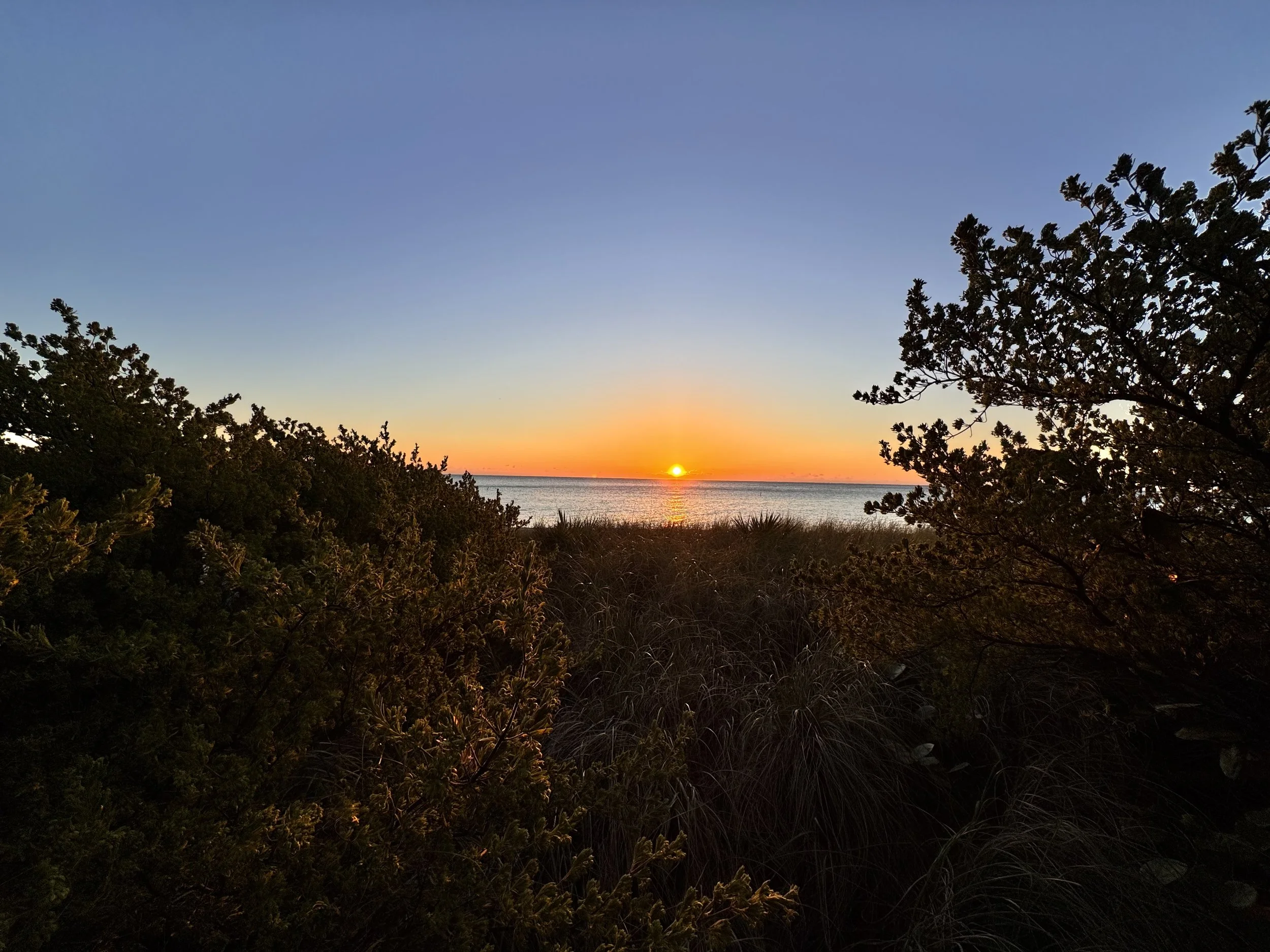 Sunset over the ocean with trees and bushes in the foreground.