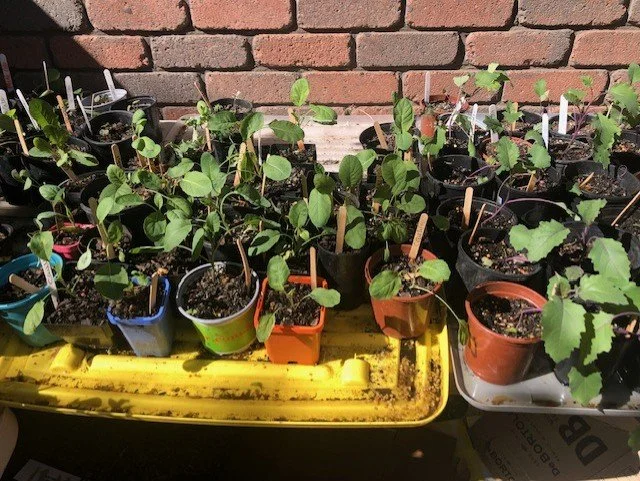 Seedling hardening off 4 (1).jpg