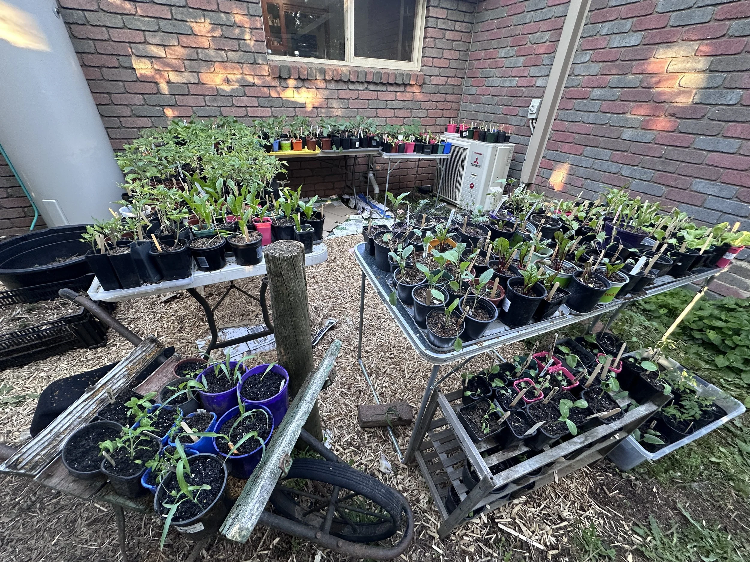 Individual Seedlings