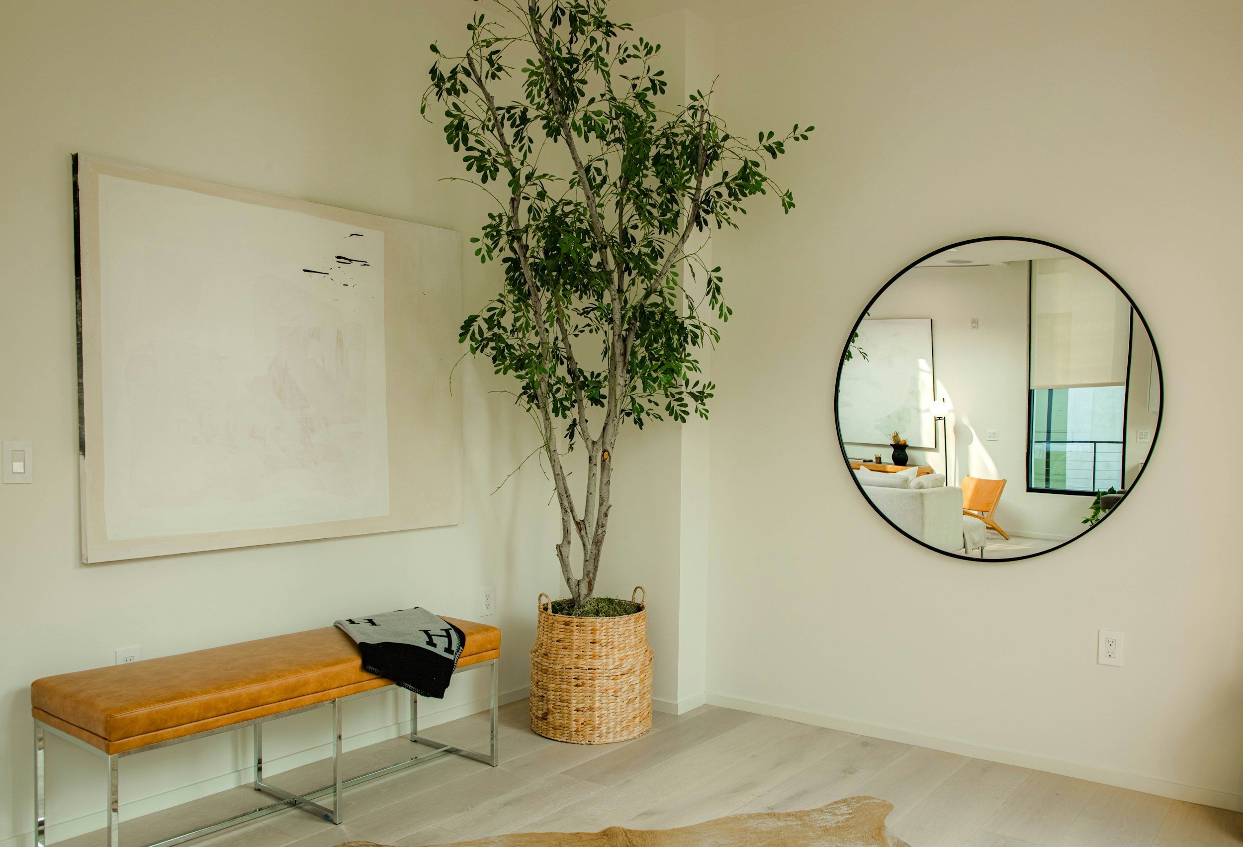 iNDOOR TREE, olive, fig, ficus,