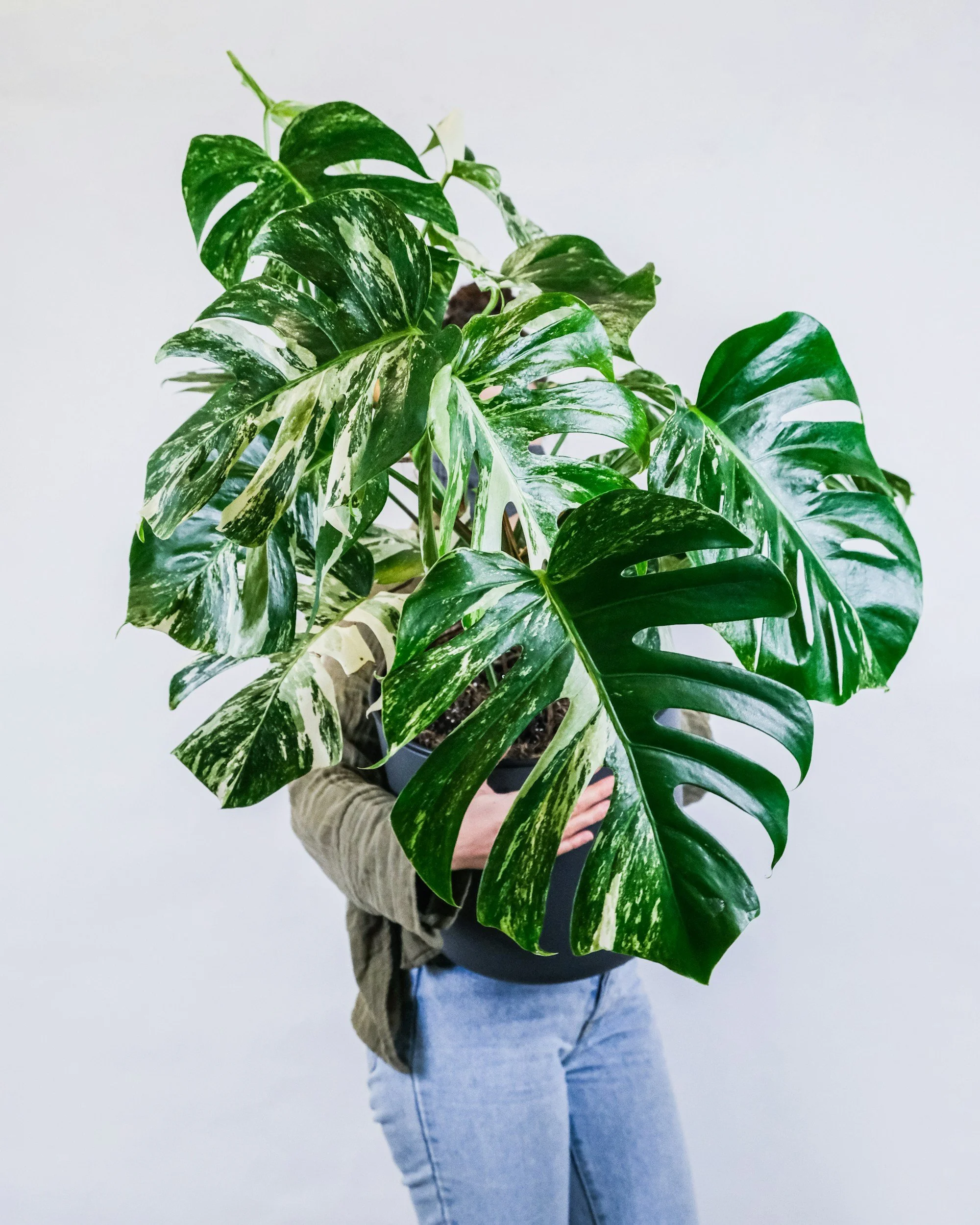 Monstera, house plant, houseplants, houseplant care, houseplant maintenance, houseplants for sale
