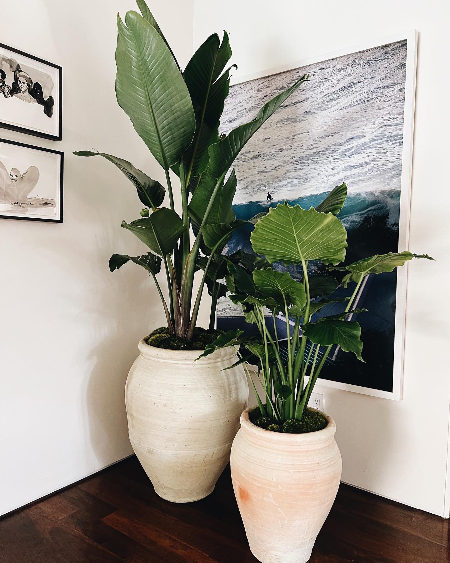 Bird of paradise, martha stewart, houseplant, yuba city, meridian, colusa, marysville, grimes, chico, sacramento, elk grove, inside plants