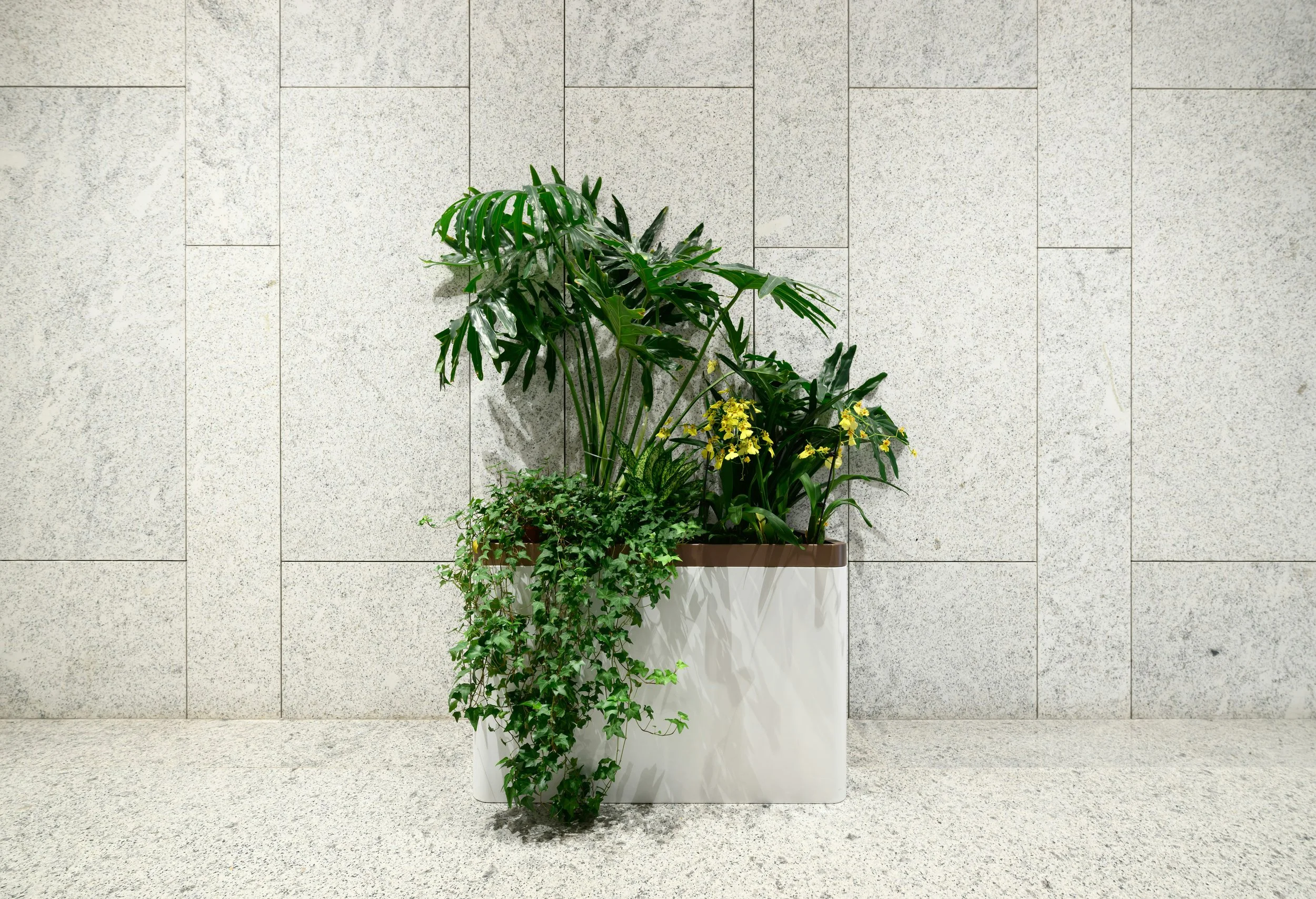 indoor tropical plant, plant care, palm, landscaping, plant design, interior design,