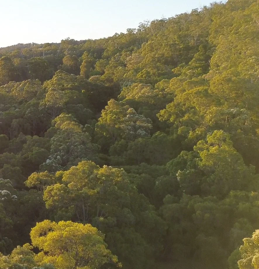 A lush green forested hillside with dense trees, illuminated by sunlight, in a natural landscape.