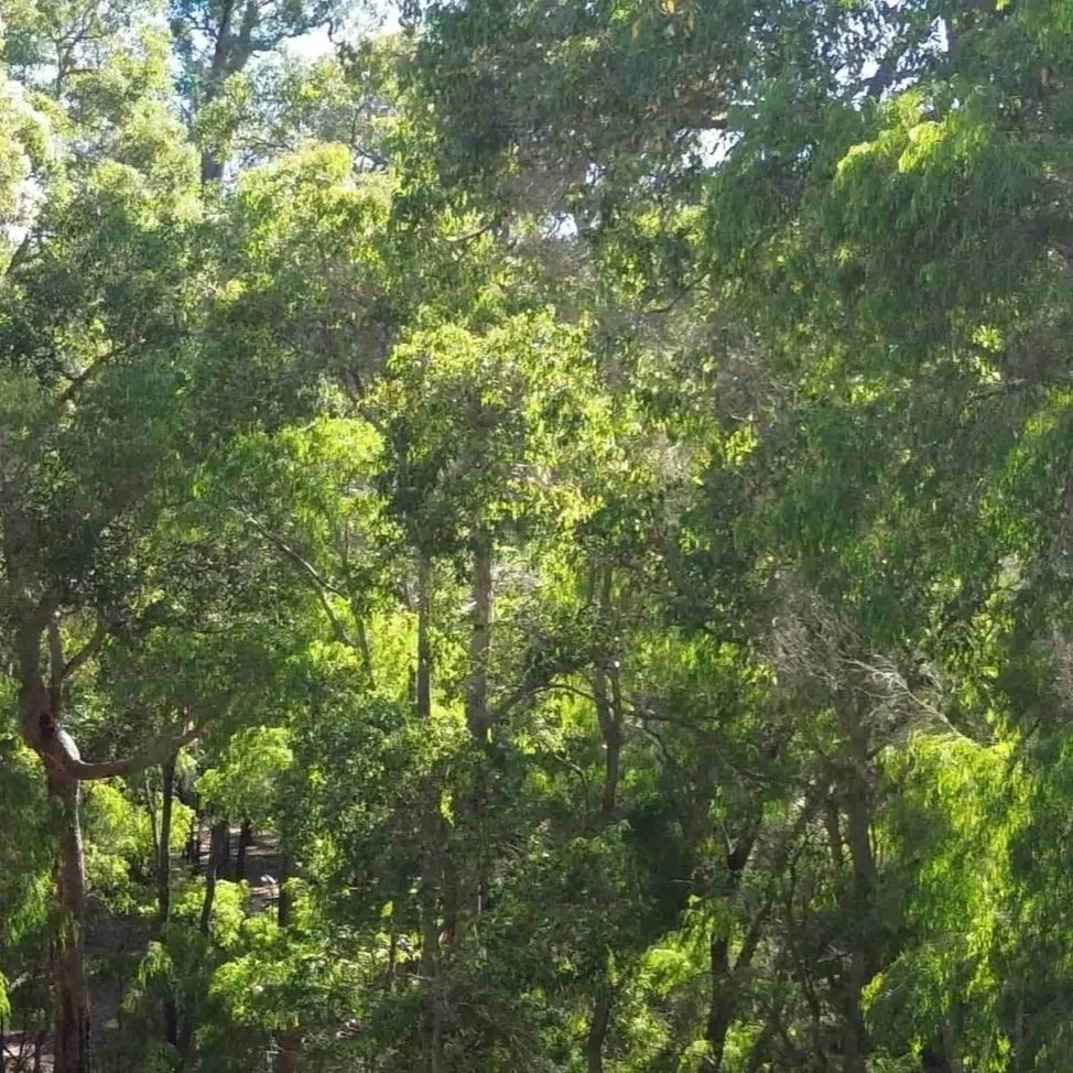 Tree canopy with sunlight streaming through green leaves at mindingu in the Ferguson Valley