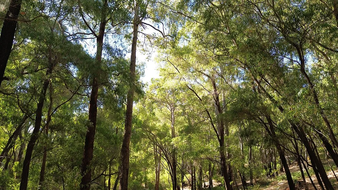 Sunlight filtering through a dense forest of tall green trees with high canopies at mindingu in the Ferguson Valley