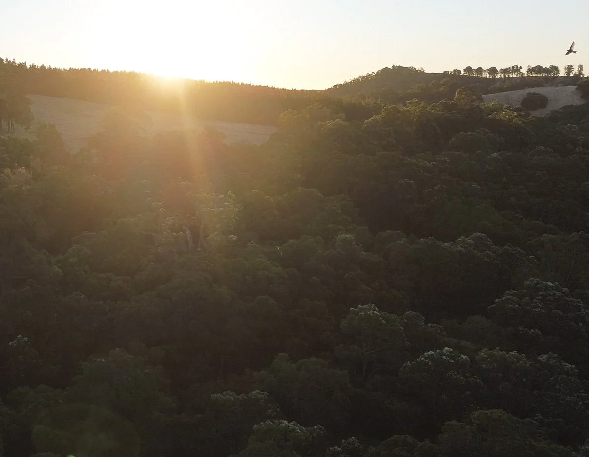 Sun setting behind a lush green hillside with dense trees, with a few birds flying in the sky.