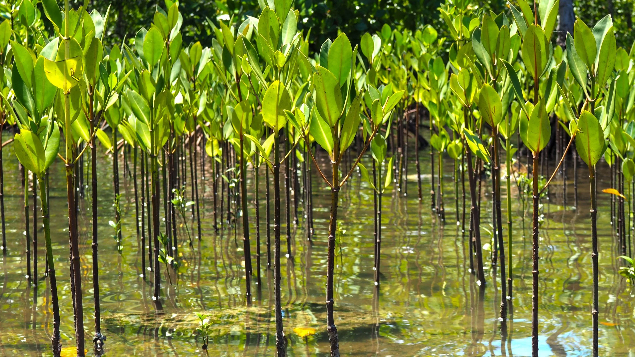Mangrove trees growing in shallow water