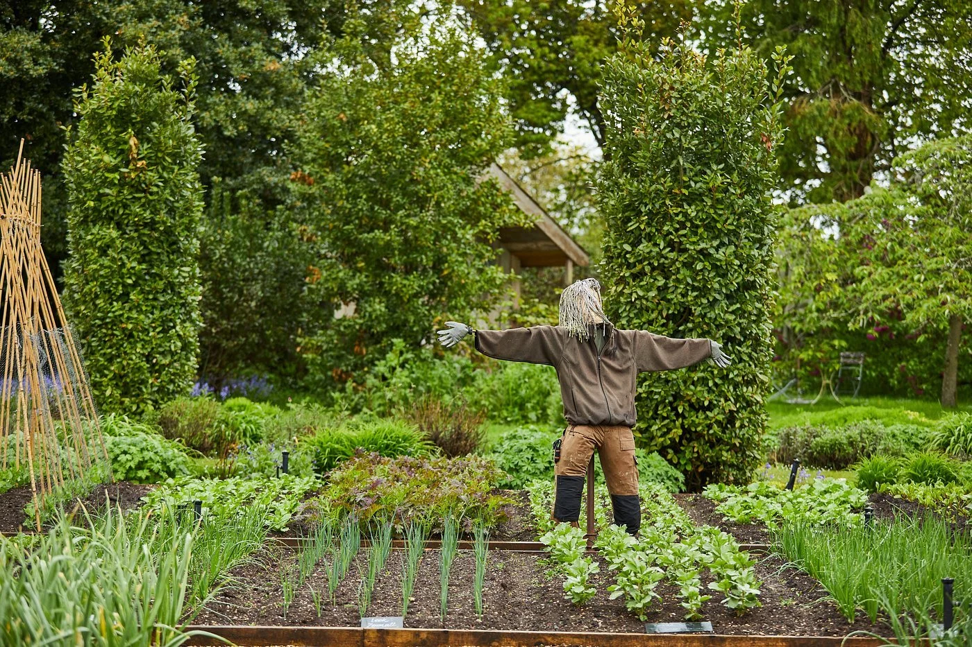 A scarecrow with white hair, wearing a brown jacket and gloves, stands in a lush garden with various green plants and trees.