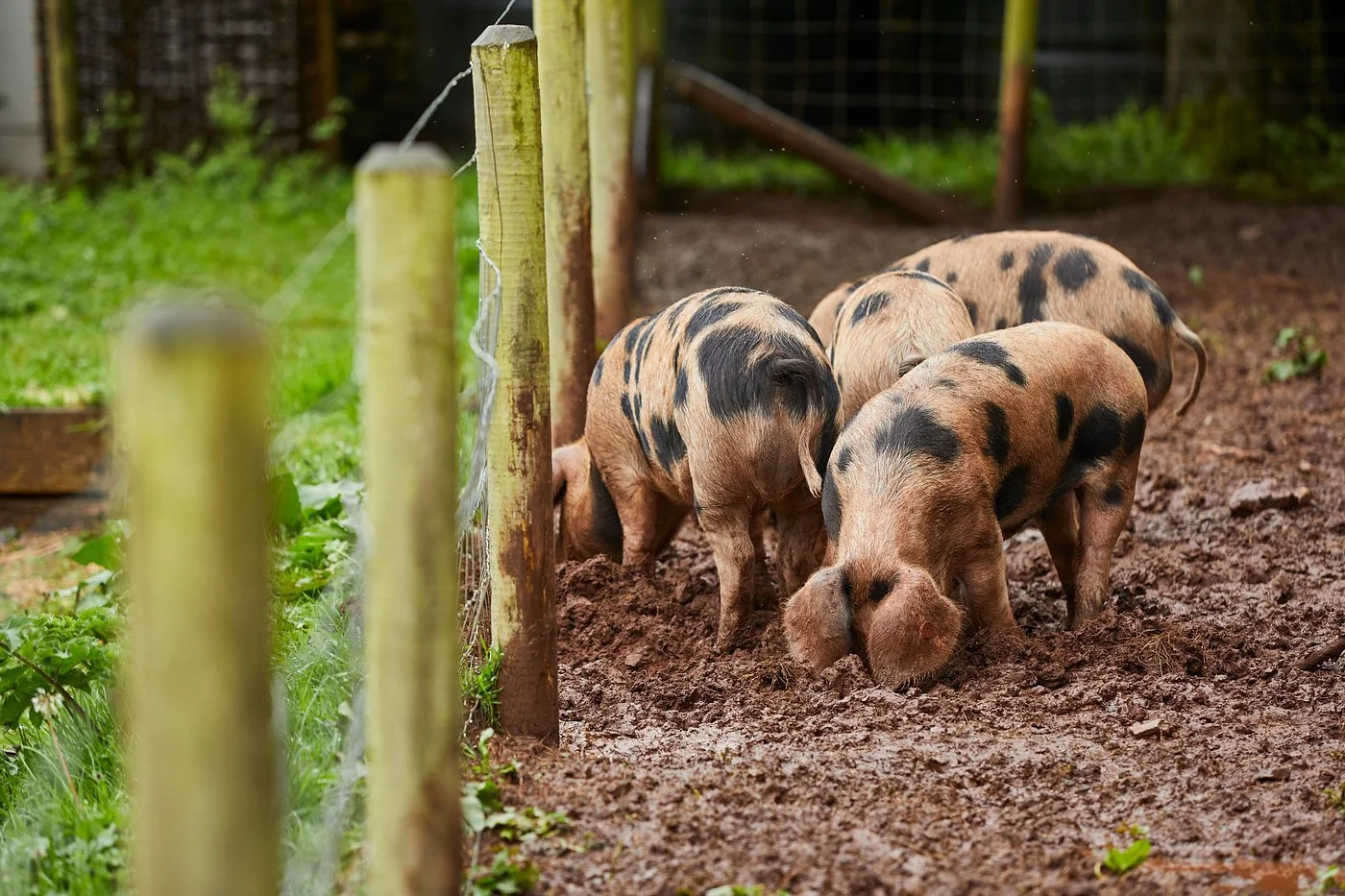 Four piglets with black spots on tan skin, rooting in dirt in an outdoor enclosure with green grass and wooden fence posts.