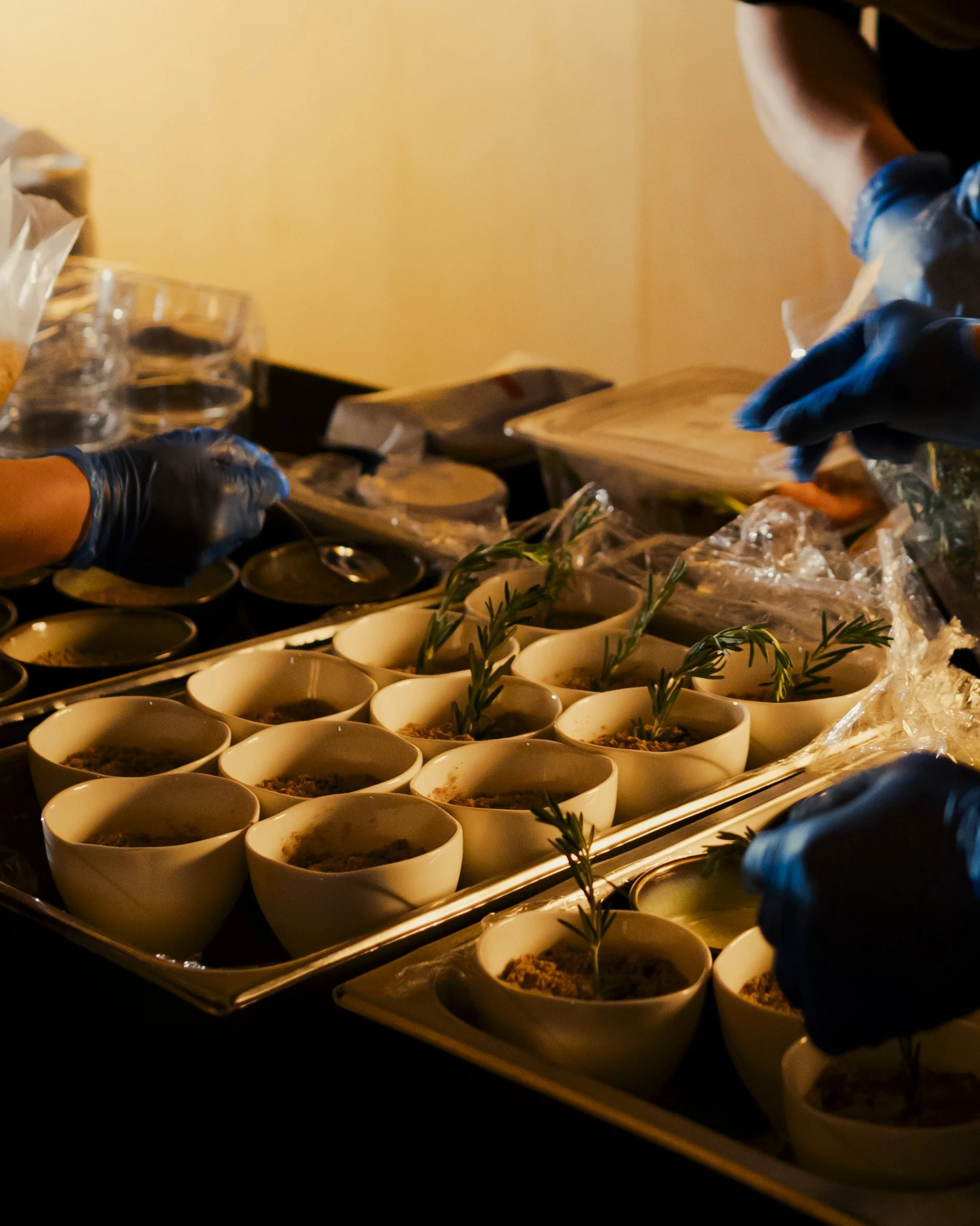 Close-up of a person wearing blue gloves handling small white pots with sprouting herbs on a tray and a tray of glass containers in the background.