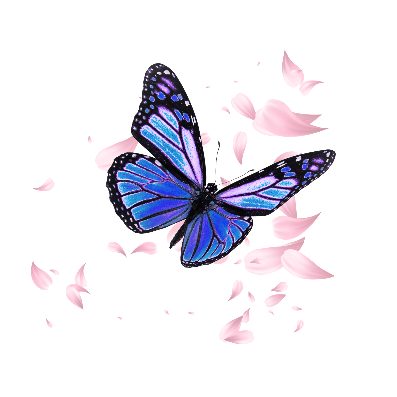 Schmetterling mit Kirschblüten.png
