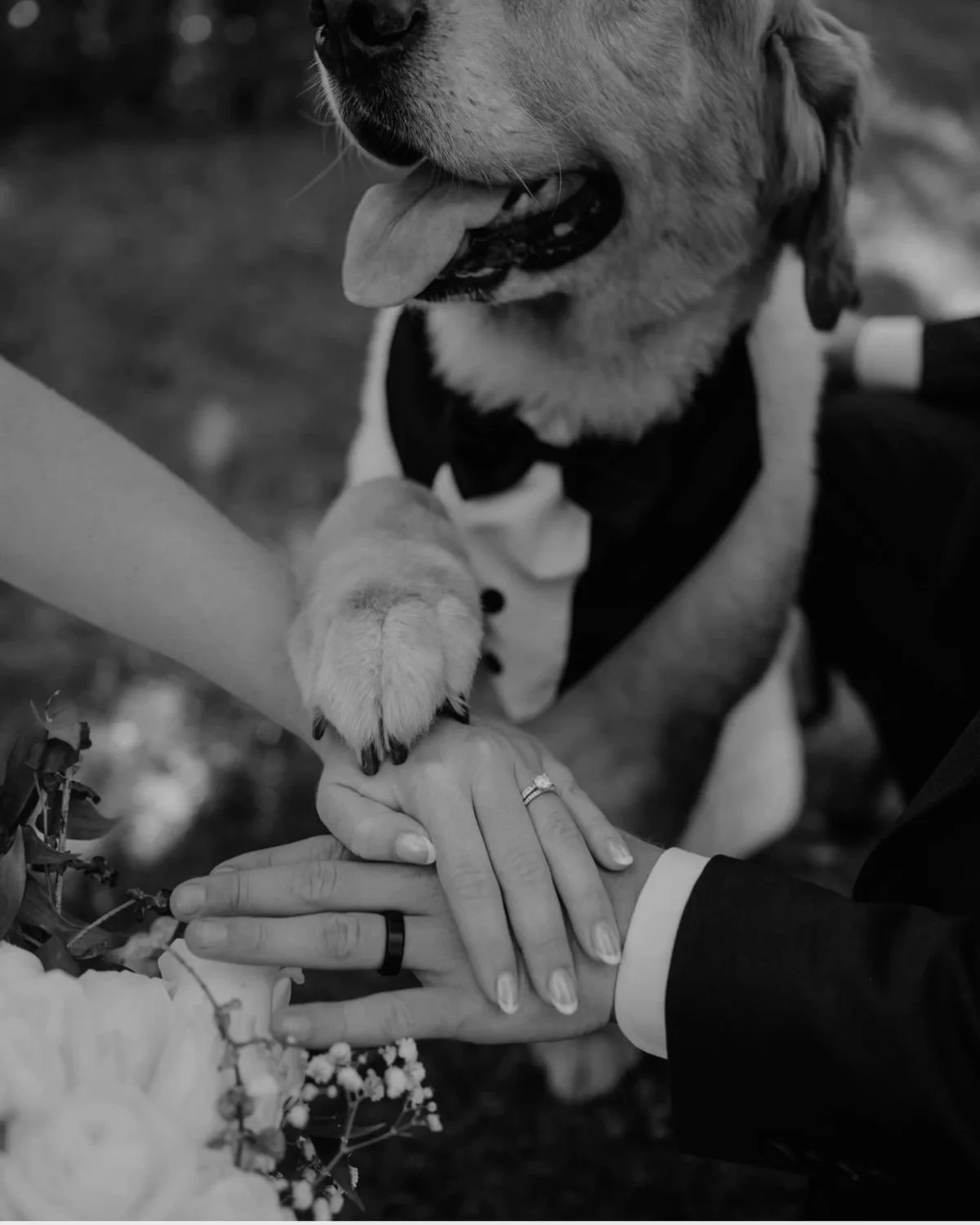 A dog wearing a tuxedo placing its paw on a couple's hands during a wedding ceremony.
