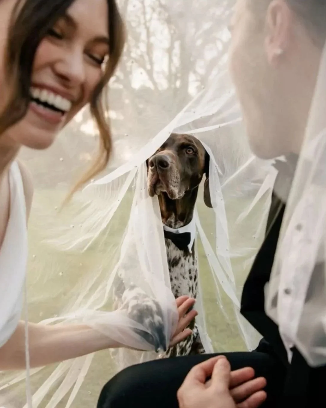 A woman, a man, and a dog inside a clear plastic tent outdoors. The woman is smiling, the man is looking at the camera, and the dog, a German Shorthaired Pointer, is sitting and looking toward the camera with a calm expression.