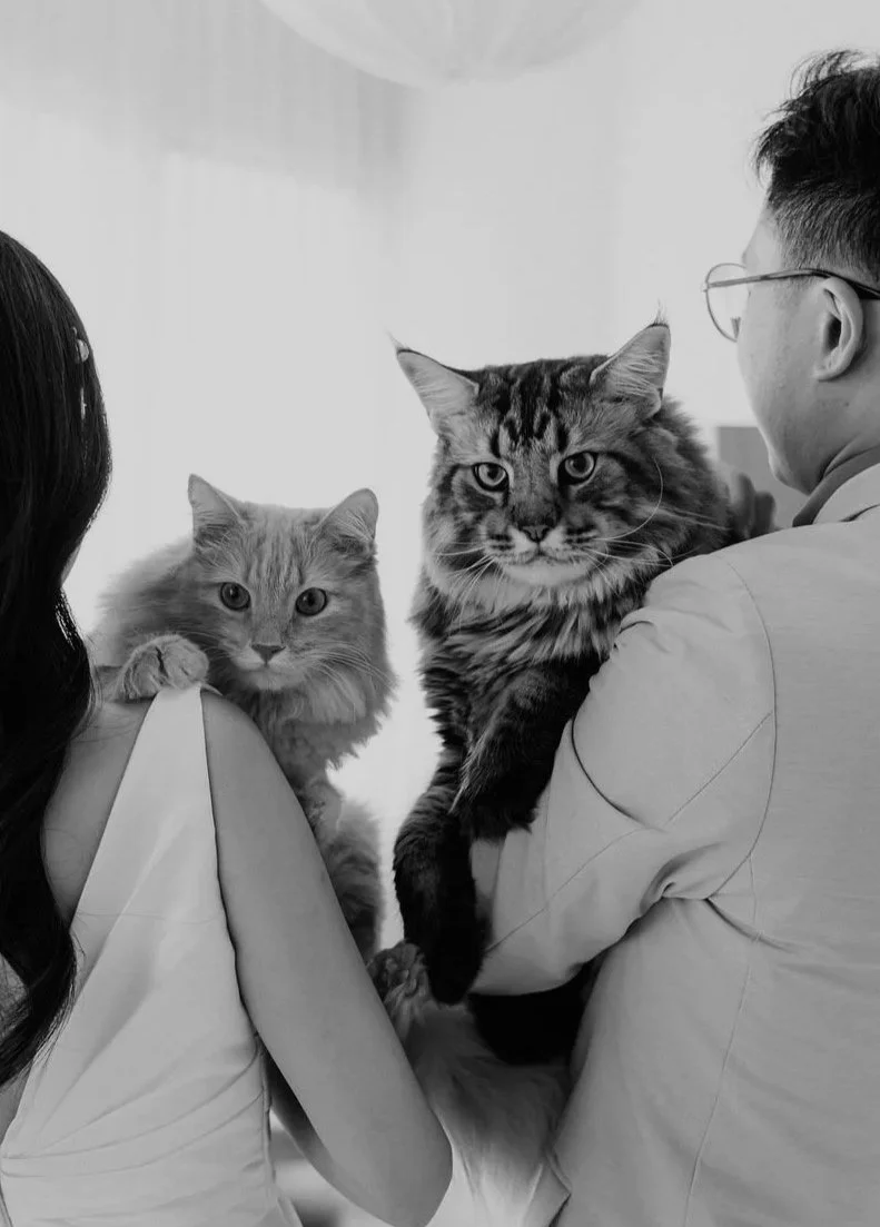 Two cats, one with long fur and the other with striped fur, are held by a woman and a man, facing each other, with a light background.