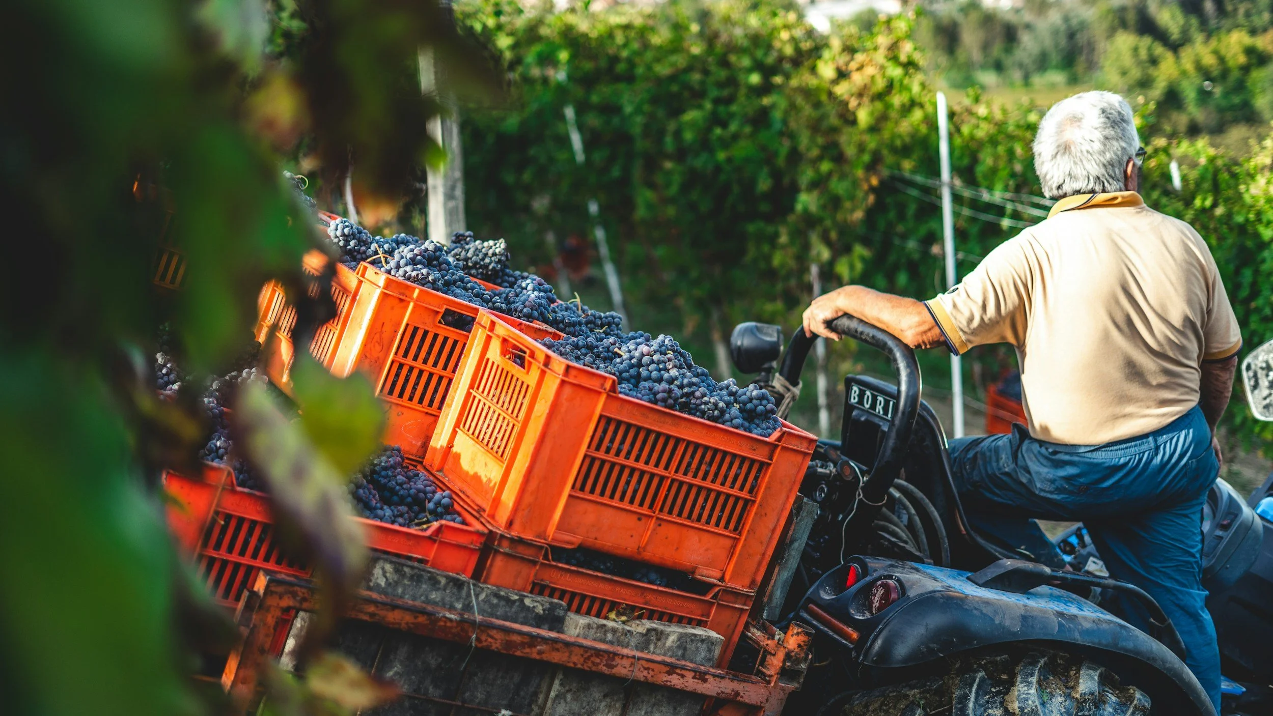 Farmer operating tractor with orange crates filled with purple grapes in a vineyard during daytime.