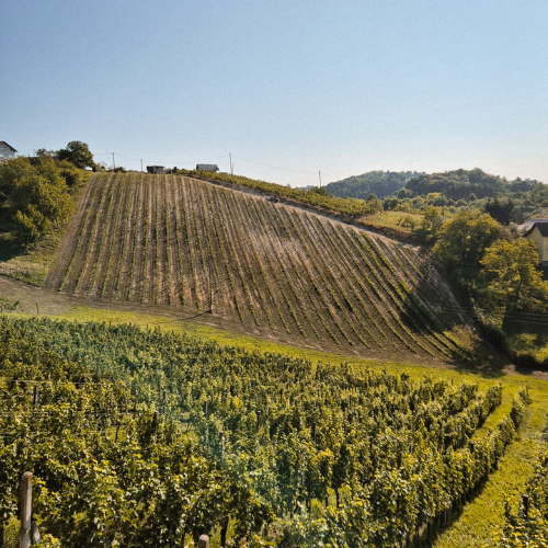 Winery Croatia Marusevec