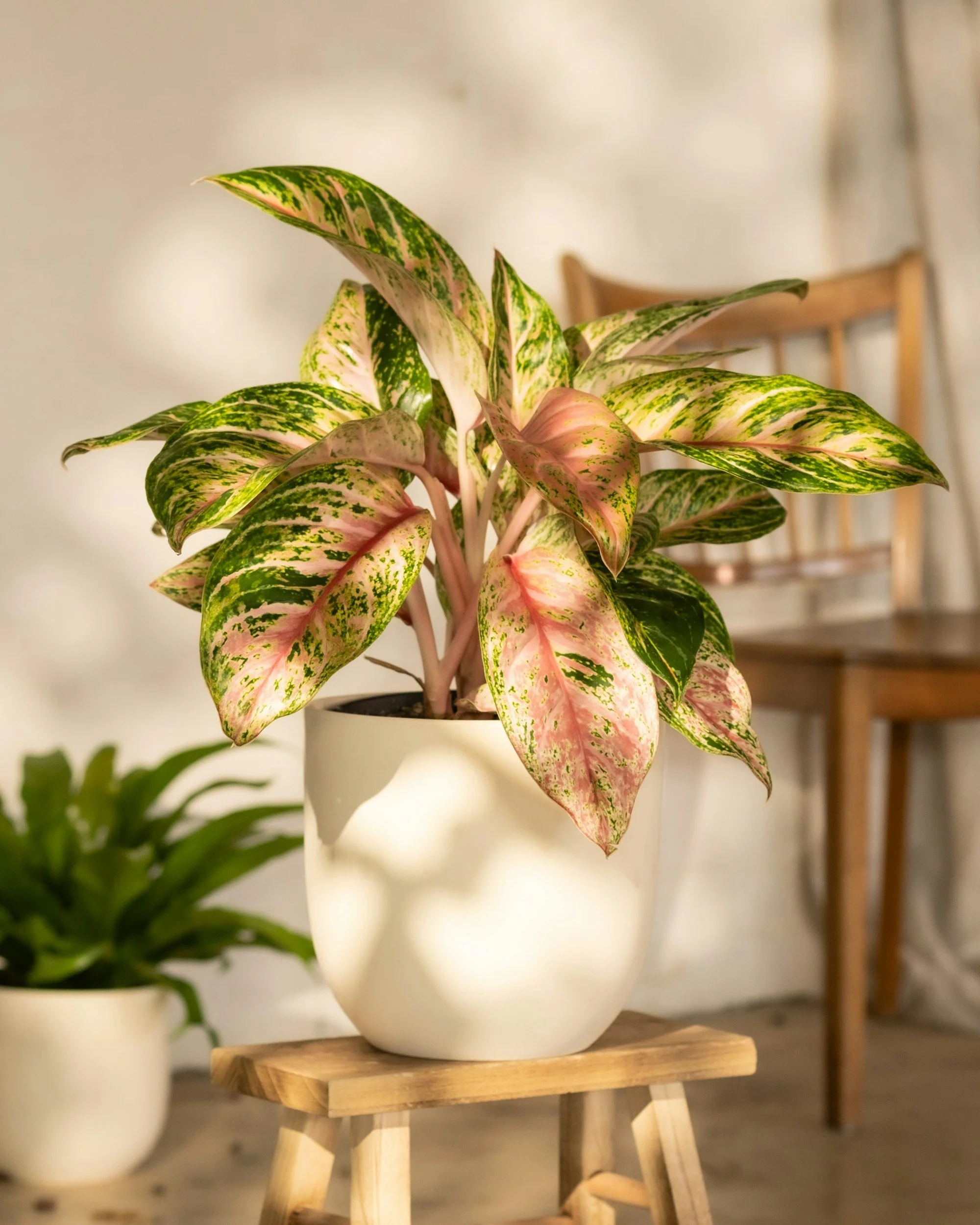 A potted variegated plant with pink and green leaves on a small wooden stool, with a wooden chair in the background.