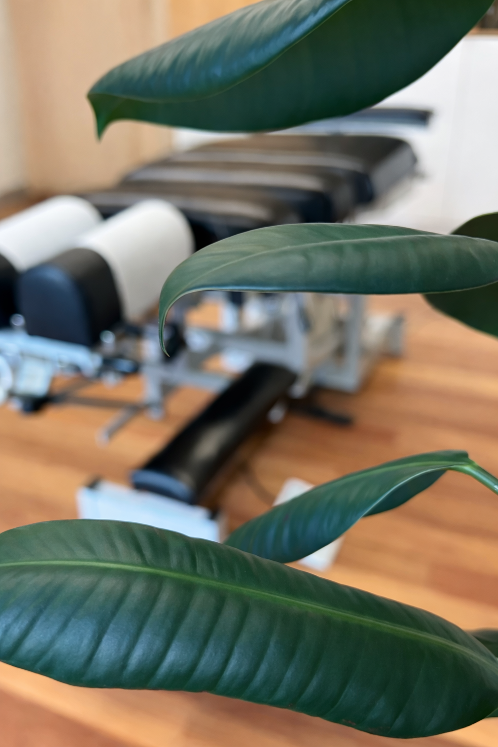 Green leaves of a plant with a blurred chiropractic table in the background. At Mend Chiropractic Glebe.
