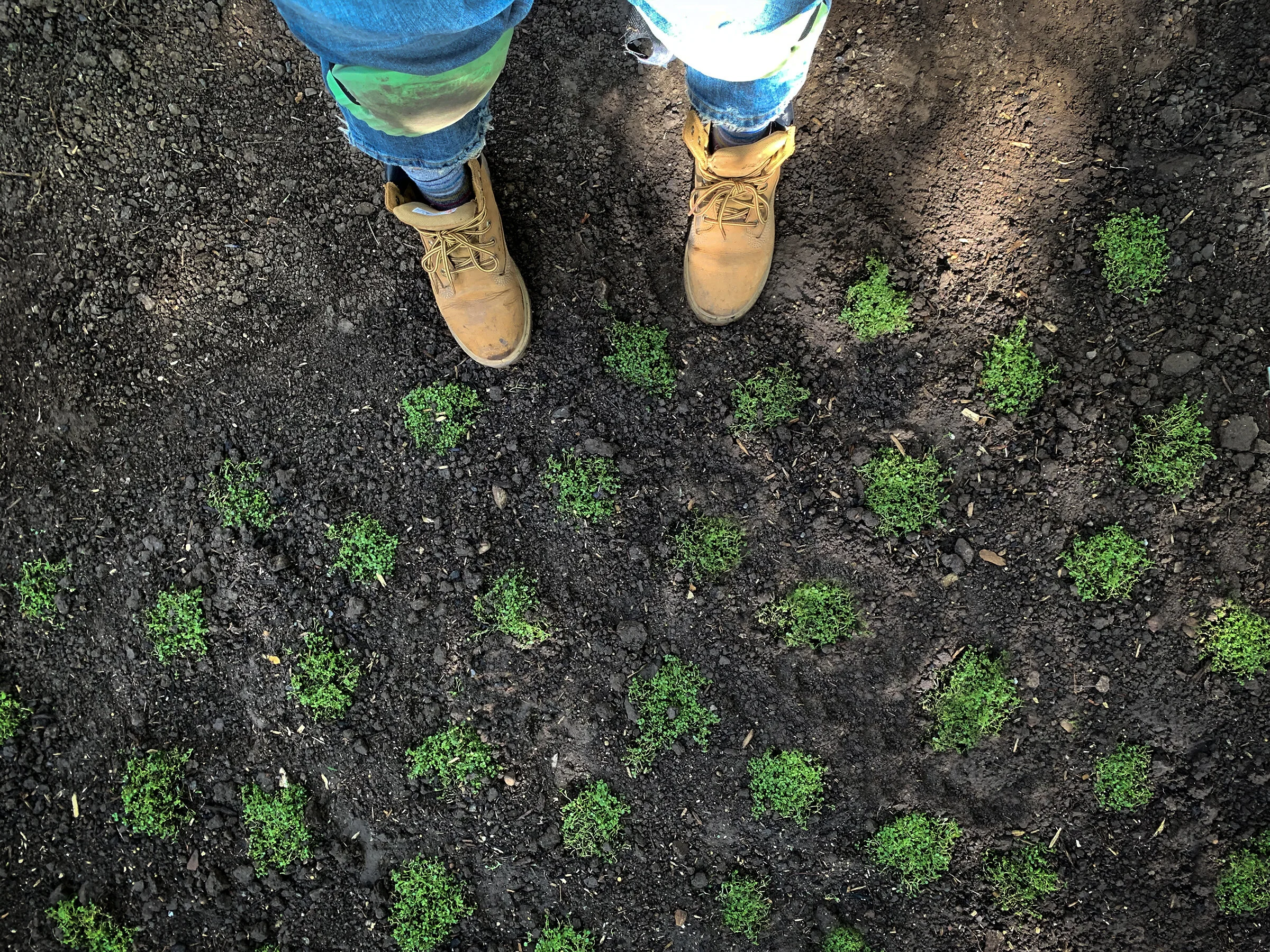 A top-down view of a person wearing tan work boots and torn blue jeans standing on dark, freshly tilled soil with small green seedlings planted evenly in rows.