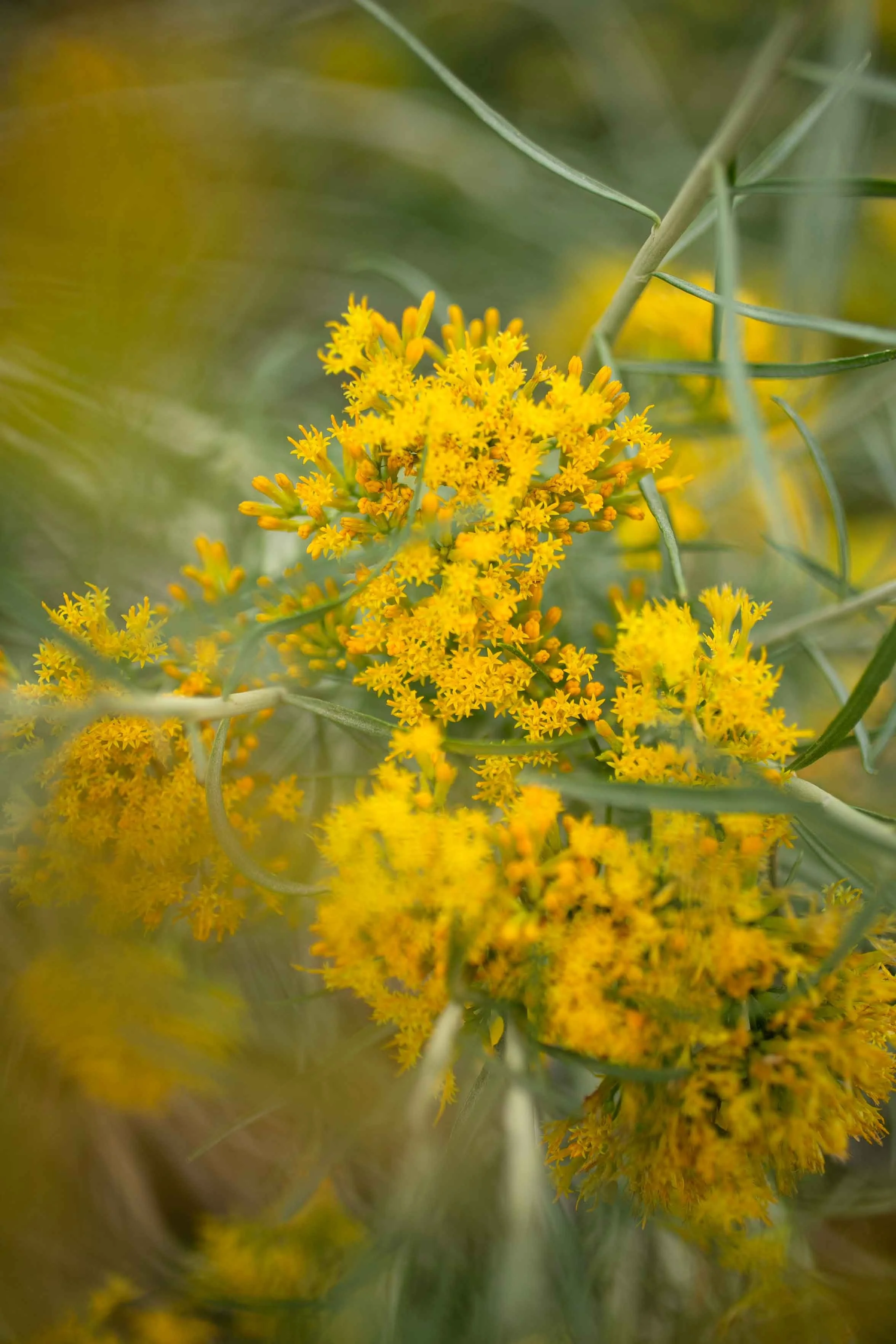 Close-up of yellow flowers with green leaves and blurred background.