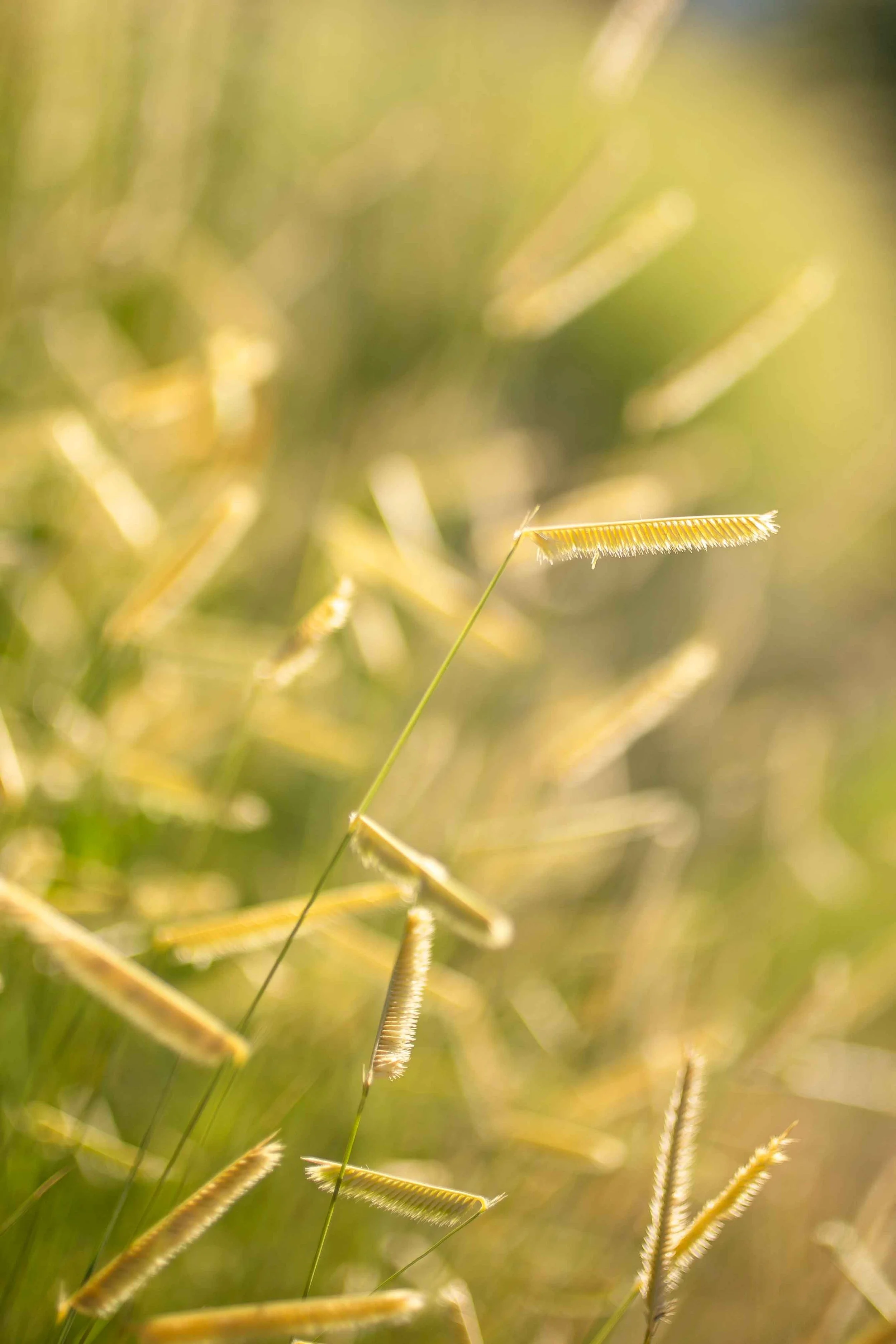 Close-up of yellow grass seed heads with green background, bright sunlight.