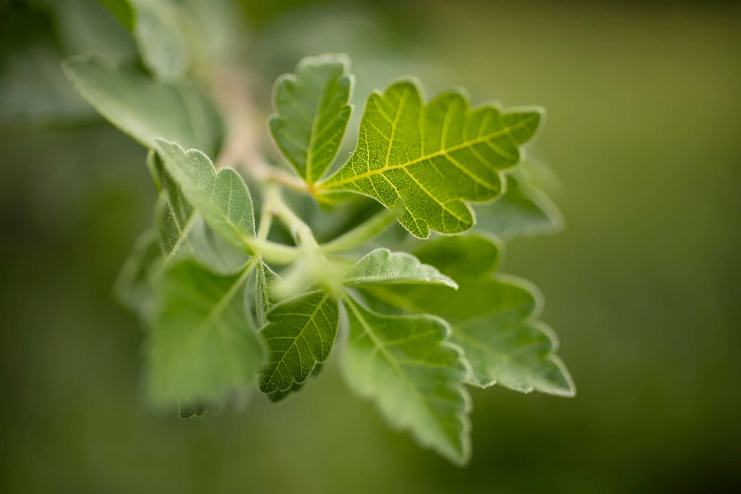 Close-up of green leaves with detailed veins on a blurred background.