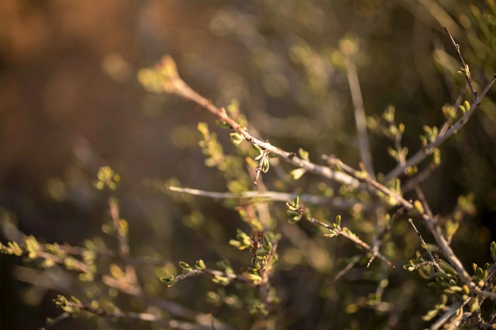 6A1A9577.jpg