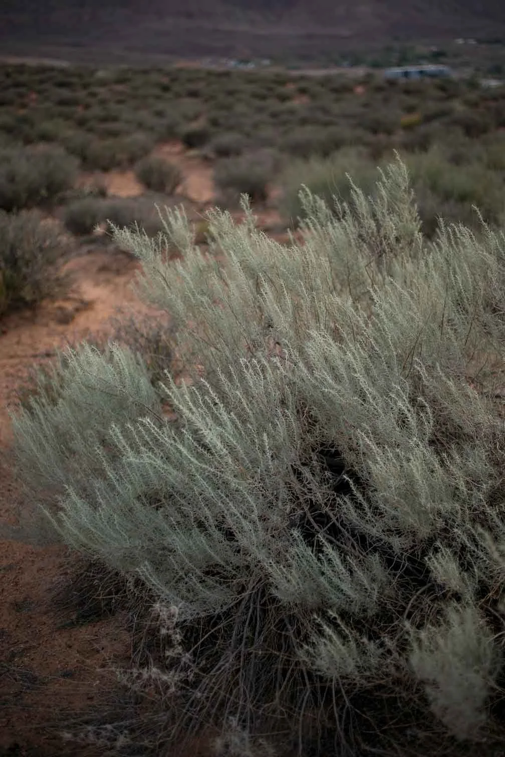 Desert landscape with dry, spiky bushes and sparse vegetation on reddish-brown soil, with a distant mountain range in the background.