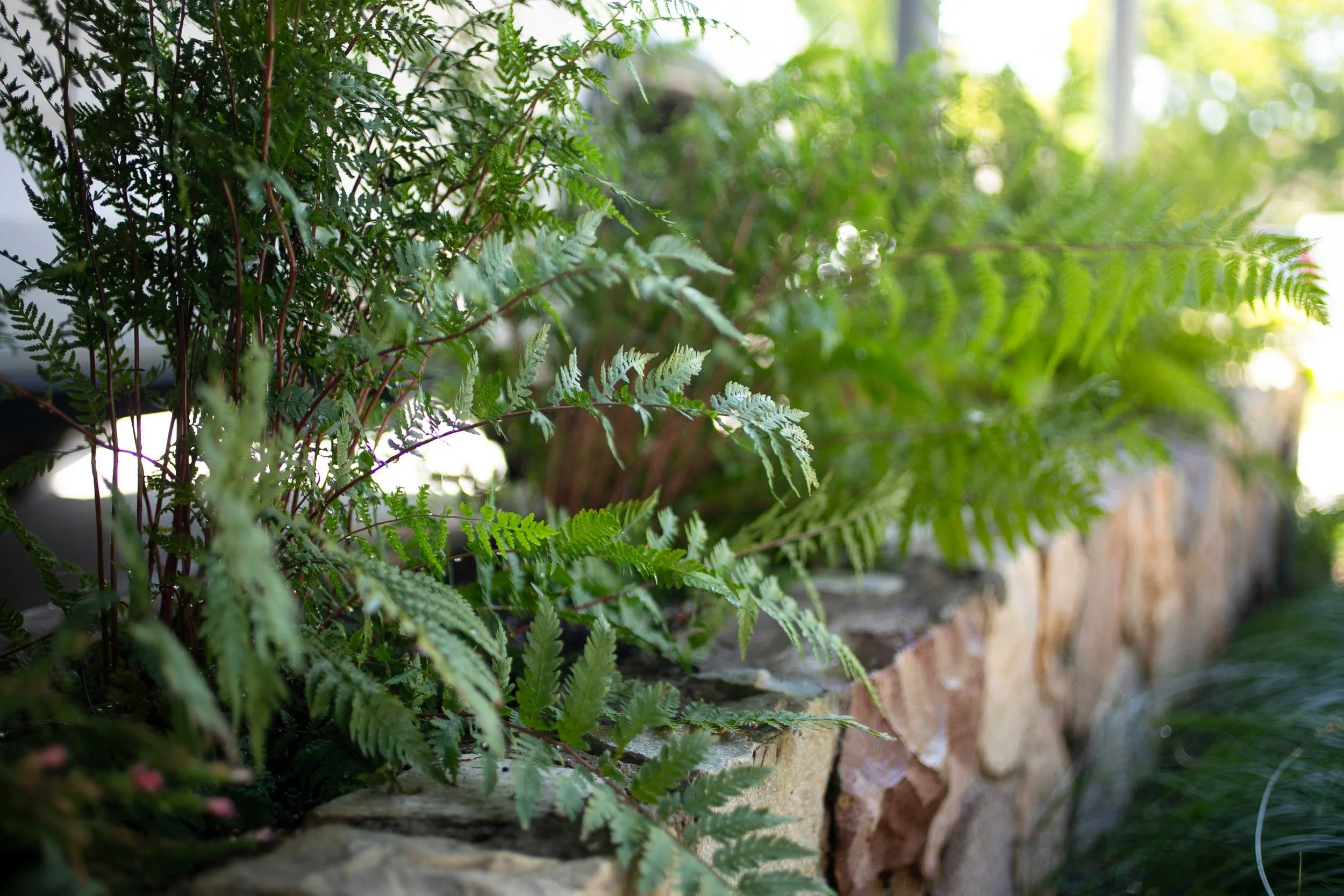 Close-up of ferns and other green plants growing along a stone wall in a garden with sunlight filtering through trees.