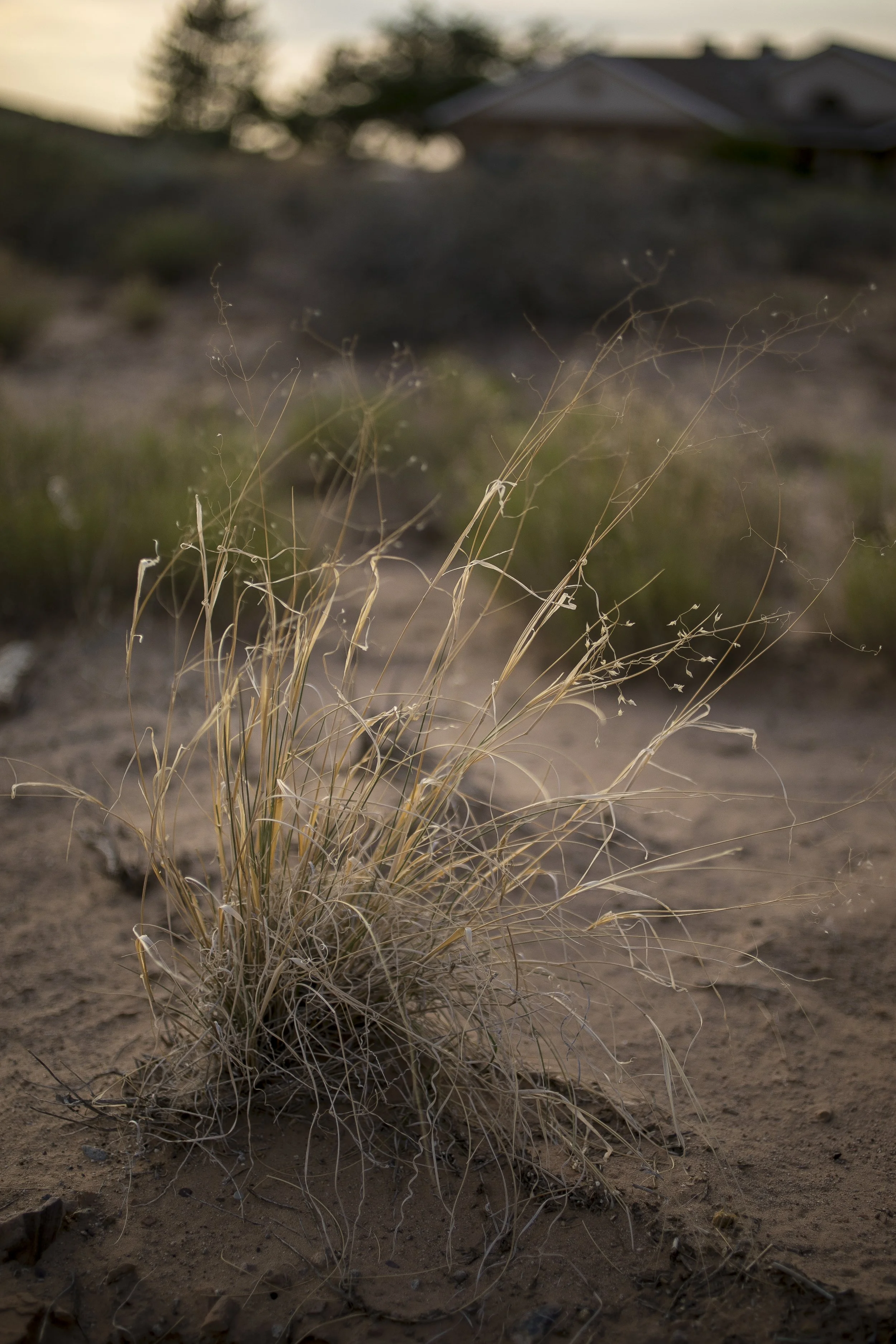 Weeds: What Actually Works