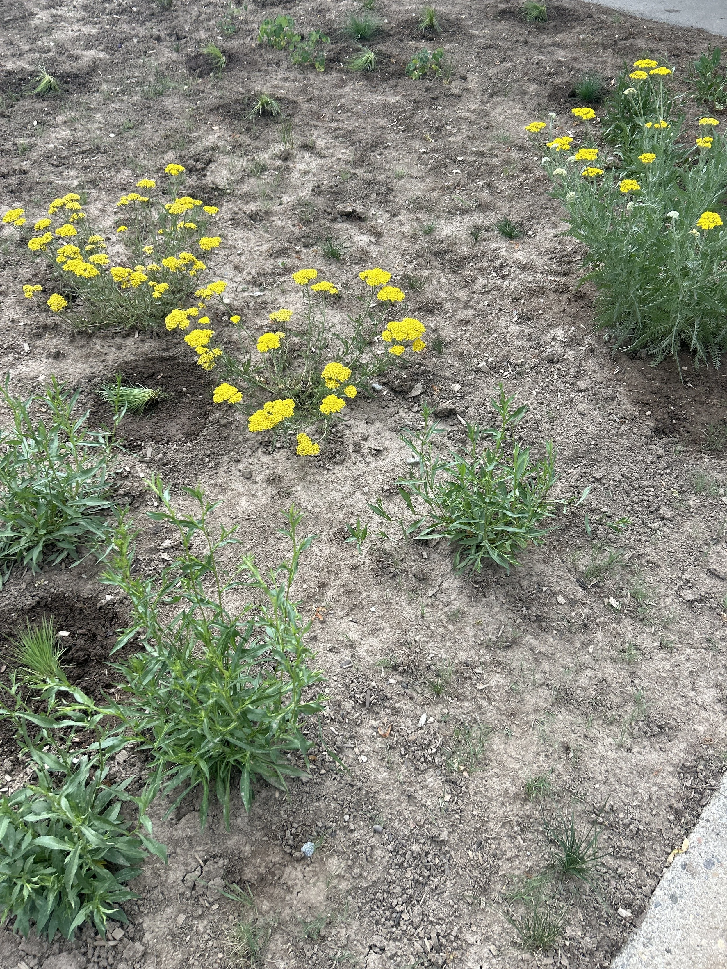 Lawn Conversion 6.JPEG