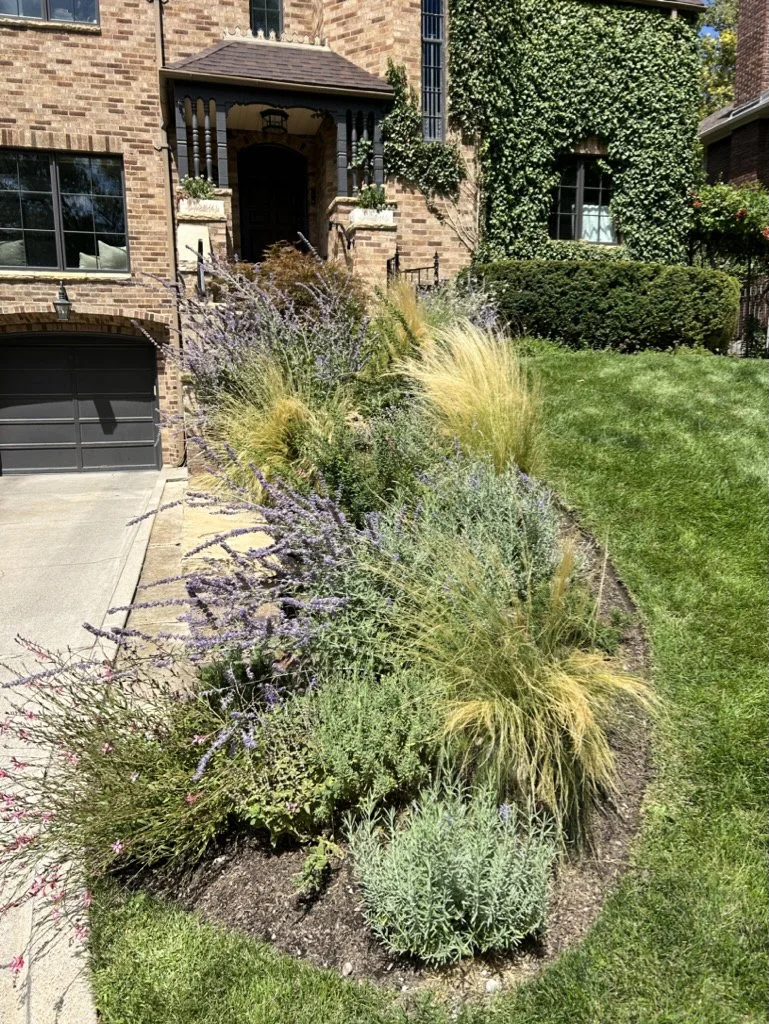 Sustainable Drought Tolerant Garden 2.JPG