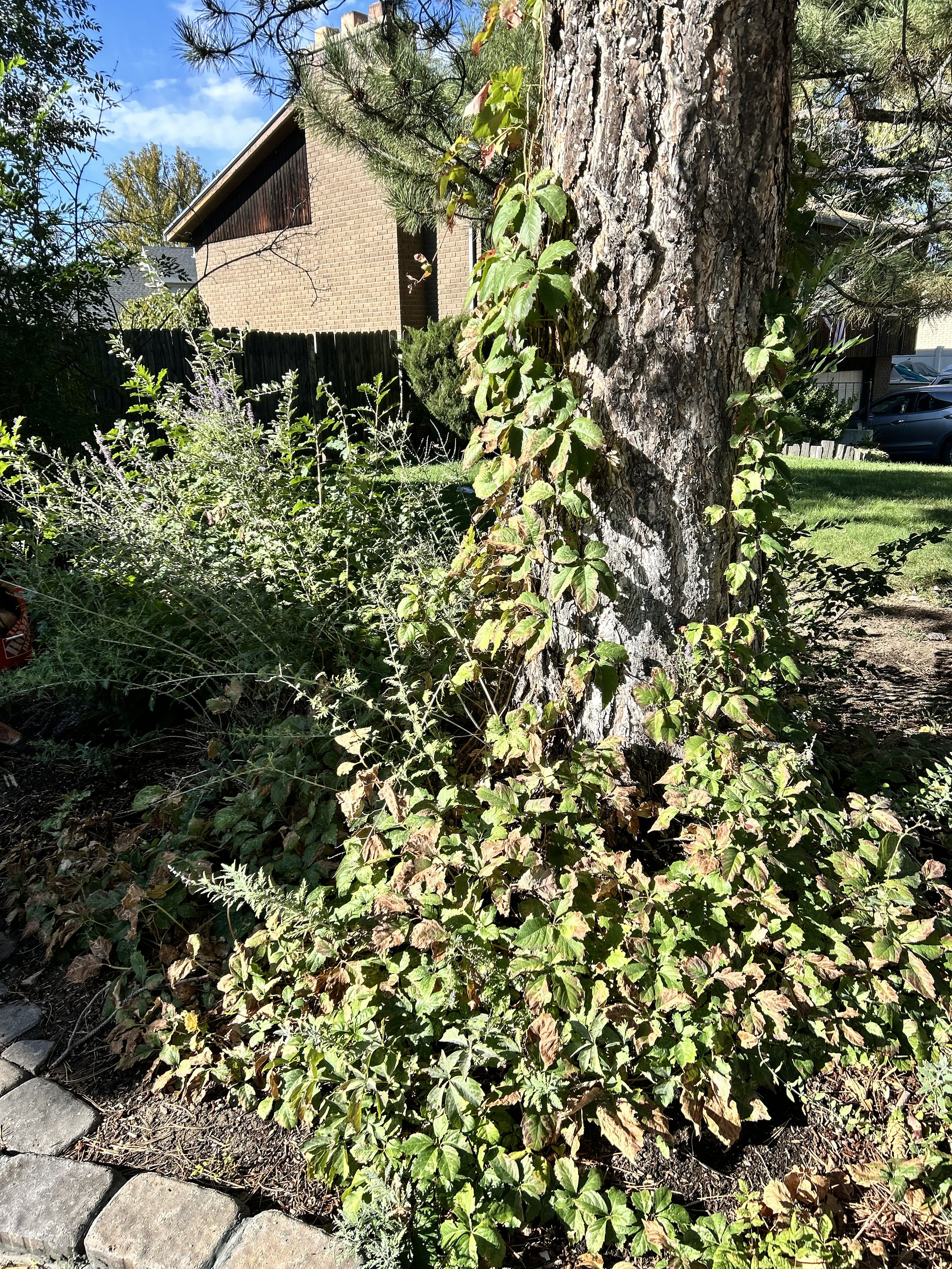 Garden cleanup_006.jpg