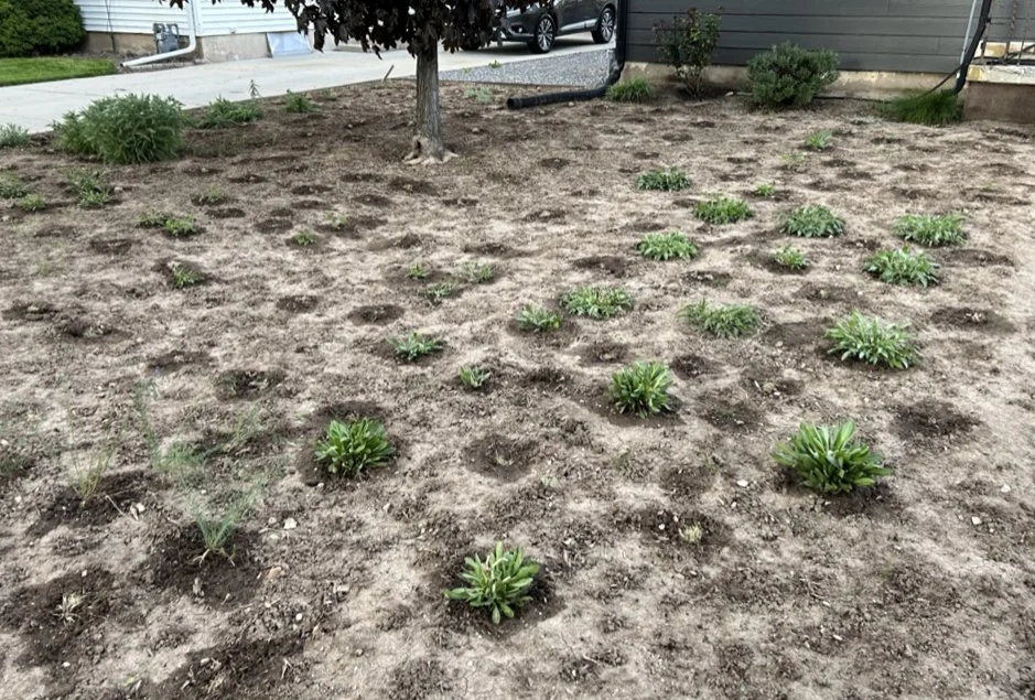 Lawn Conversion 2a.JPG