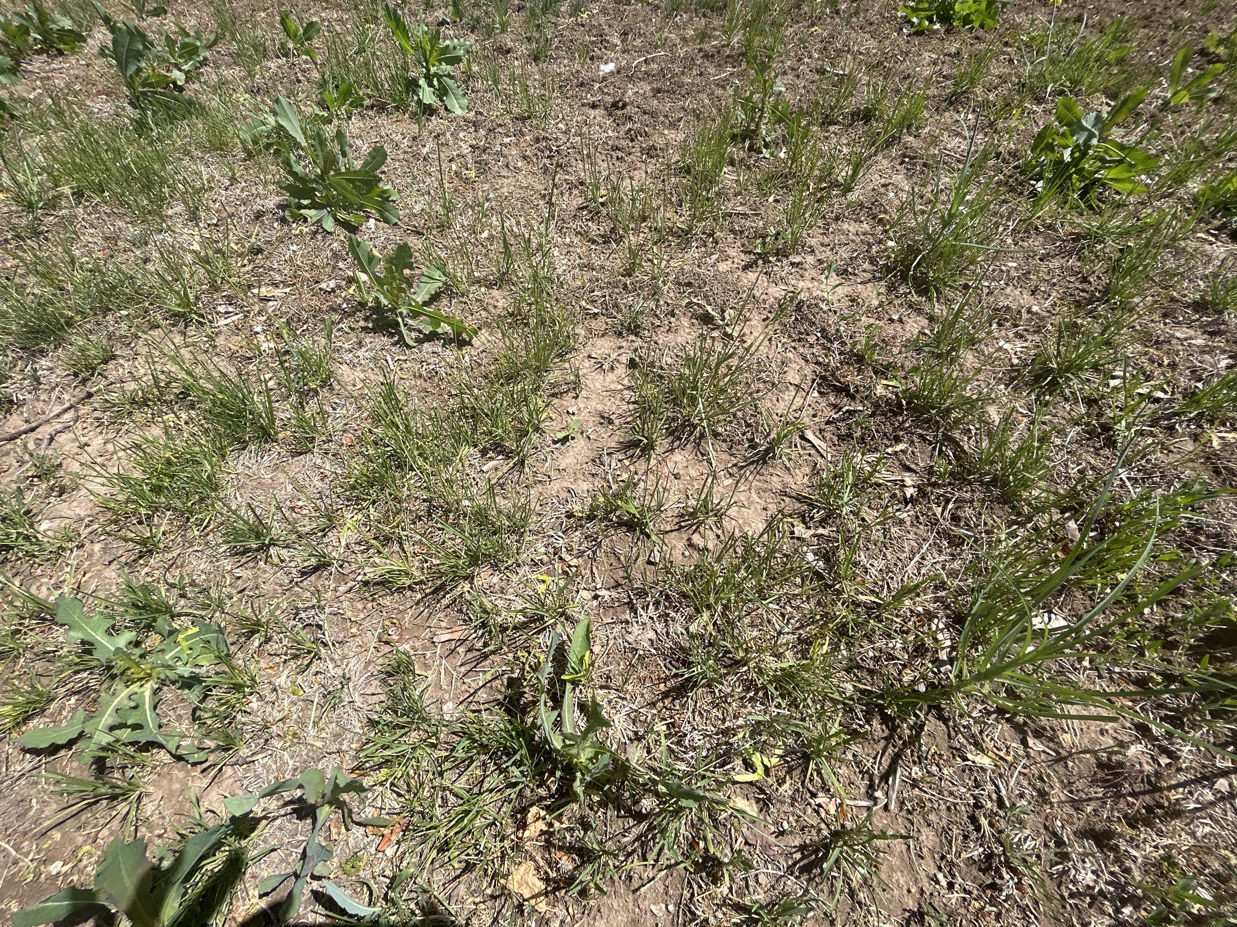 Lawn Conversion 2.JPEG